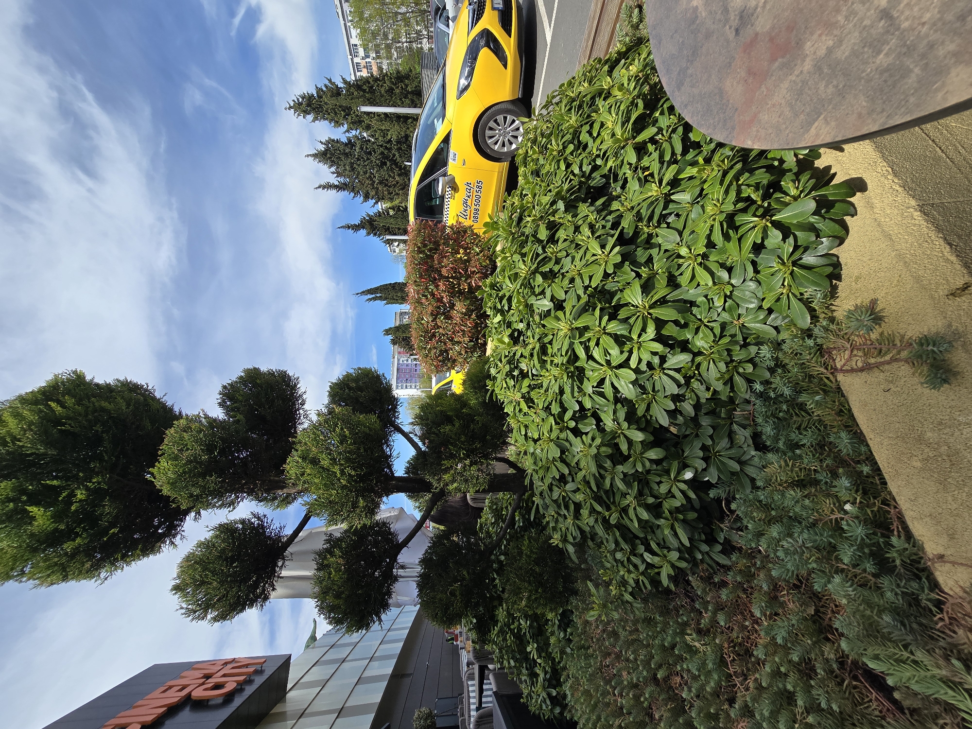The image depicts a vibrant, sunny outdoor scene in Burgas, Bulgaria, showcasing a blend of natural greenery and urban infrastructure. The perspective looks slightly upwards, revealing a clear blue sky with delicate wisps of white clouds.
In the foreground and midground, various types of well-maintained plants and trees are prominent. To the left, a large, artfully pruned tree with several distinct, rounded sections of dense green foliage stands out. A thick hedge of broad-leafed green bushes borders a textured, possibly concrete or stucco, wall on the right side of the image.
A bright yellow taxi cab, appearing to be a Vauxhall/Opel Insignia, is parked in the midground, partially obscured by the foliage. On its side, Cyrillic text is visible, including "ТАКСИ" (Taxi) and the phone number "0898 500 565", indicating a local taxi service. Behind the taxi, a line of tall, slender evergreen trees adds to the lush landscape.
To the left, a modern building features a large orange sign, partially visible, which reads "ARENA", suggesting a cinema or entertainment complex. Below this sign, parts of outdoor seating, including tables and chairs, can be glimpsed, possibly indicating a cafe or restaurant patio. In the background, other buildings, including a multi-story residential-style structure, are visible. The time of day appears to be bright daylight, with clear shadows suggesting a sunny morning or early afternoon. No people are present in the scene.