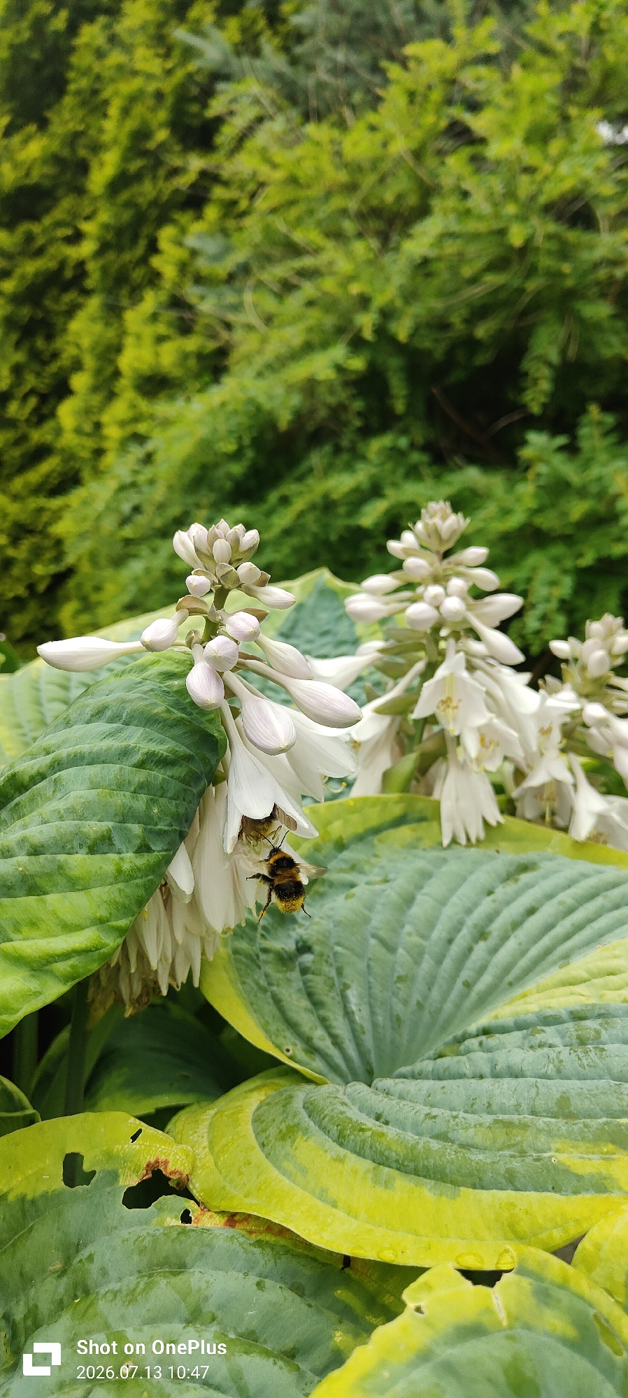 A bumblebee is shown collecting nectar from a white Hosta flower in a garden. The background consists of lush green foliage, indicating an outdoor setting. The scene appears to be in a garden within the city of Kaliningrad, Russia, possibly during the summer months given the presence of blooming flowers and active insect life. The leaves of the Hosta plant exhibit variations in green and yellow, with visible veins. A timestamp "Shot on OnePlus 2026.07.13 10:47" is present in the bottom left corner of the image.