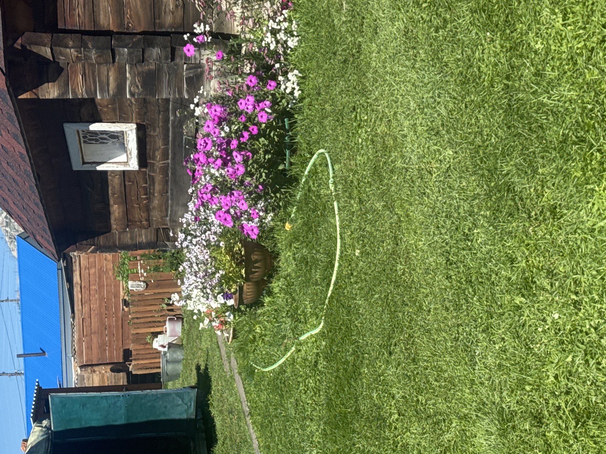 The image depicts a residential yard in Yabogan, Russia, on a sunny day. A weathered wooden house with a dark shingled roof and a small white-framed window stands on the right side of the frame. In front of the house, a vibrant flower bed bursts with pink and white petunias. The yard is covered in a lush green lawn, with a light green garden hose snaking across it. To the left, a green corrugated metal structure with an open door suggests a shed or outbuilding. In the background, a wooden fence separates the yard from more structures, including one with a bright blue roof. Several buckets and a watering can are visible near the fence line, implying ongoing yard maintenance. The overall scene conveys a sense of rustic, lived-in domesticity.