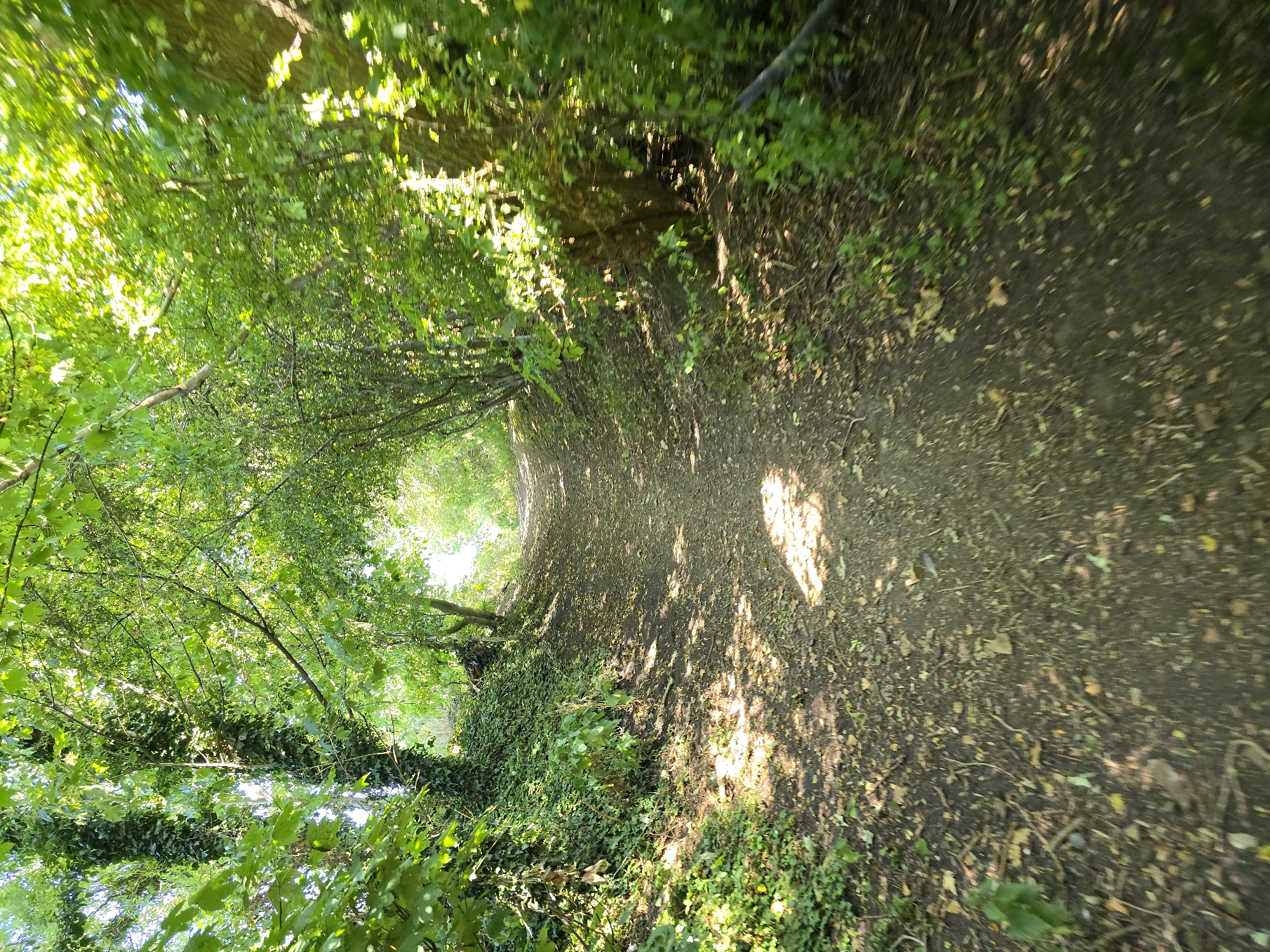 A dirt path winds through a leafy green tunnel formed by overhanging trees and dense undergrowth. Sunlight filters through the canopy, dappling the path with light and shadow. The path appears to be gently ascending into the distance. The scene evokes a sense of natural beauty and tranquility, typical of a park or wooded area within a town. This path is located in Preston Park, Stockton-on-Tees, United Kingdom, specifically along the River Tees.