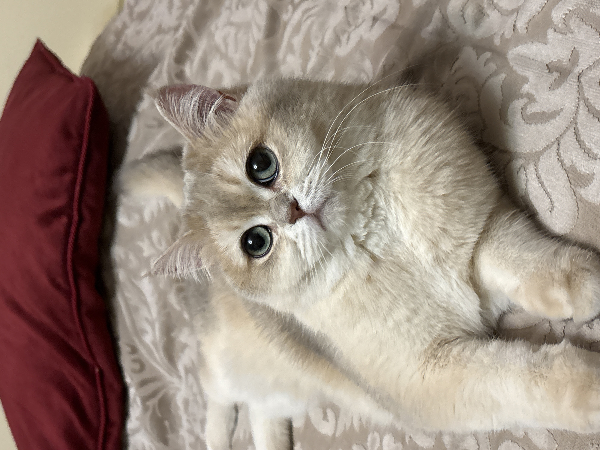 A close-up, high-angle shot captures a domestic cat, likely a British Shorthair, resting on a patterned bedspread or blanket. The cat features striking round, green-blue (teal) eyes that are wide and focused directly at the camera, conveying an alert and curious expression. Its fur is dense and soft, predominantly a light cream or champagne color with subtle lighter and darker highlights, especially on its ears and muzzle. Long, white whiskers are prominent around its nose.
The cat is positioned centrally, seemingly lying on its back or side with its head slightly tilted. To the left of the cat, a portion of a deep red or maroon pillow with visible piping is visible. The cat is lying on a textured bedspread or blanket that features an elaborate, raised floral or damask pattern in shades of beige and cream. The lighting is soft and even, suggesting an indoor setting.
The scene depicts a calm moment in a home, likely in Chaikovsky, Russia, with the cat appearing relaxed yet attentive. There is no visible text in the image.