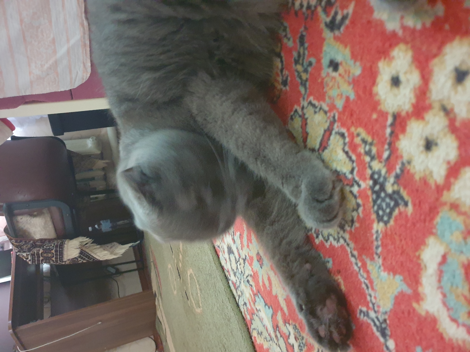 A blurry, low-resolution image shows a grey cat lying on a red and cream patterned rug. The cat's head is down and obscured. The background is out of focus, with a desk and chairs visible. The context of Lozovyi Yar, Ukraine is not discernible from the image.