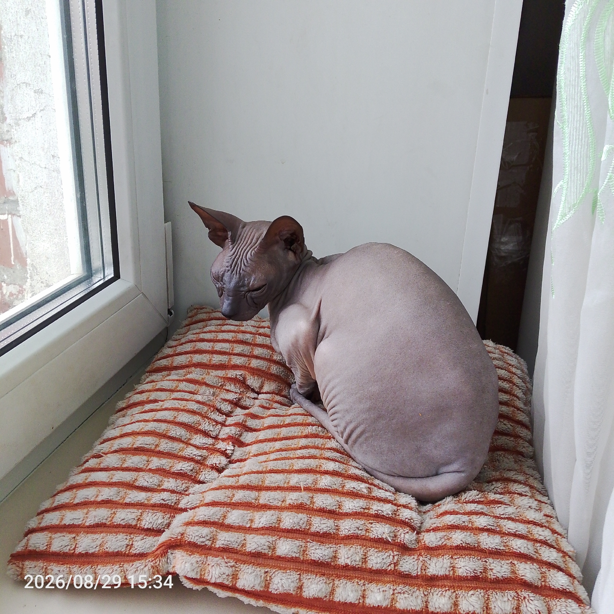 A sphynx cat sits curled on a textured cushion placed on a windowsill. The cat is facing left, with its eyes closed. The cushion has a pattern of orange and white stripes. To the left of the cat is a window with a white frame and a view of a brick wall. To the right of the cat is a white curtain and a dark opening. The timestamp "2026/08/29 15:34" is visible in the bottom left corner of the image.