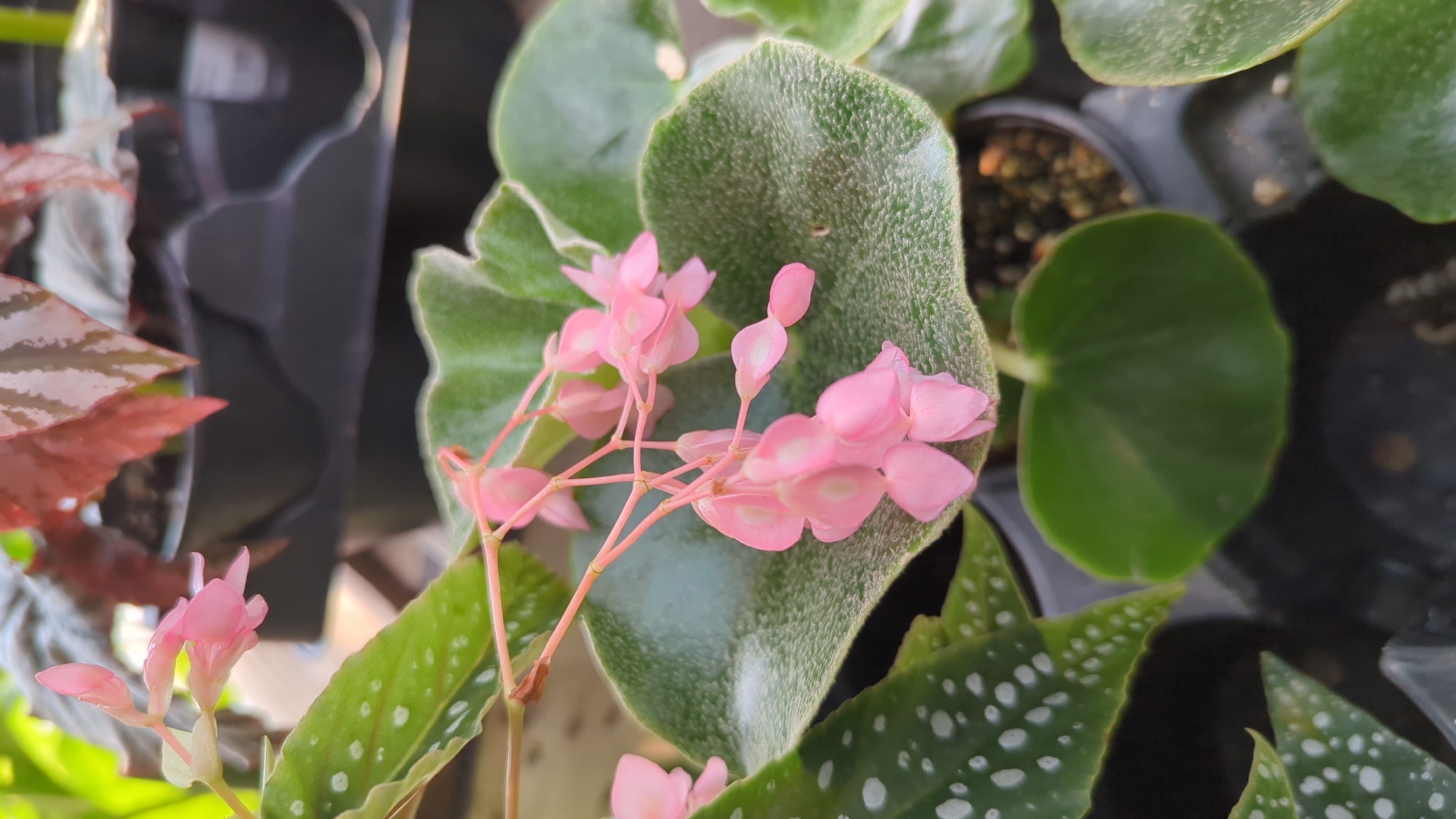 A close-up, slightly blurry photograph captures a cluster of delicate, pale pink begonia flowers and their green, spotted leaves. The flowers hang in small bunches from thin, pink stems, their petals slightly translucent. The leaves are large and velvety with a textured surface, dotted with white spots. The background is out of focus, showing more foliage and the dark plastic containers that house the plants, suggesting an indoor nursery or garden center. The overall lighting is natural and soft. The image does not contain any people or specific landmarks to indicate a location in Laval, Canada.