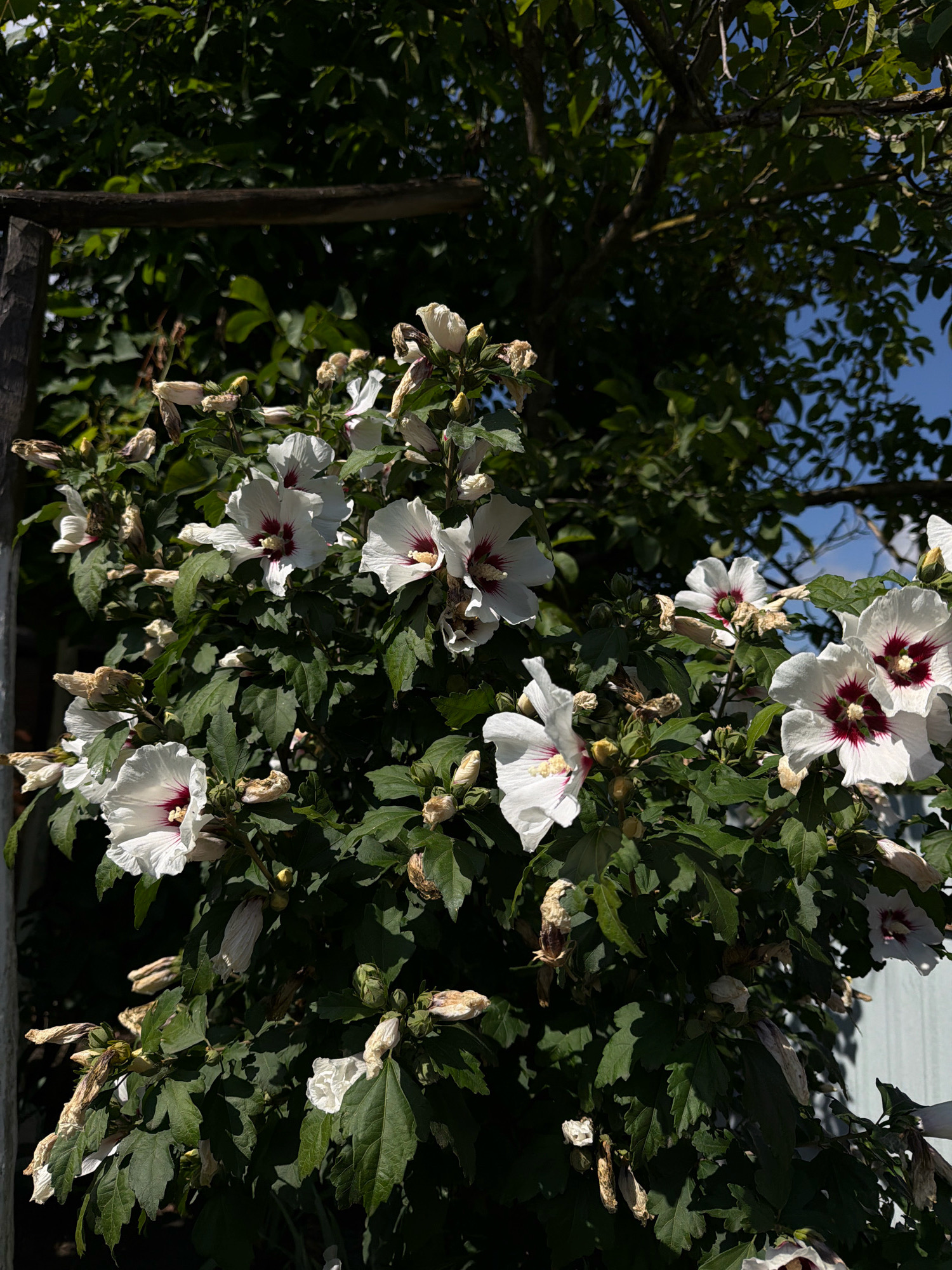 The image shows a hibiscus bush with white flowers and deep red centers in the city of Novosilka, Ukraine. The bush is partially shaded by a wooden structure on the left and a large tree with green foliage and branches at the top. Some of the hibiscus flowers are in bloom, while others are in various stages of wilting or are closed buds. The leaves of the bush are dark green and textured. In the background, a clear blue sky is visible through the branches of the tree, and a light blue, weathered fence can be seen on the right. The overall impression is of a sunny day in a garden setting.
