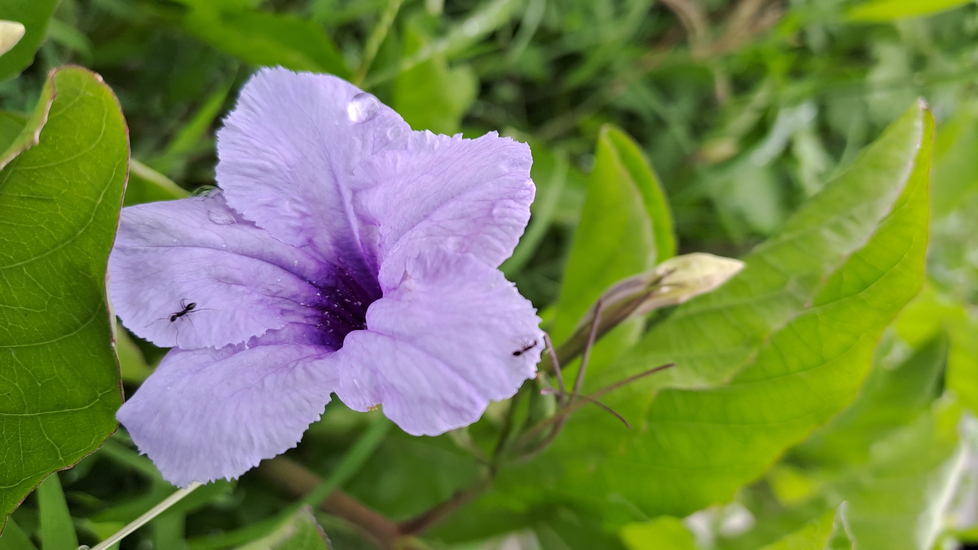 A close-up, vertical, eye-level shot features a vibrant purple Ruellia flower in bloom, glistening with water droplets. The flower's petals are delicately textured and slightly ruffled, with a deeper purple hue towards its center. Two ants are visible on the petals, one near the top left edge and another on the bottom right petal, appearing to traverse the surface. Surrounding the flower are lush green leaves and out-of-focus foliage, suggesting a natural, outdoor setting. The scene is captured with a shallow depth of field, drawing the viewer's attention to the flower and its tiny inhabitants. The environment is consistent with the lush vegetation found in Julicotmeurak, Indonesia, a region known for its tropical climate that supports such flora.