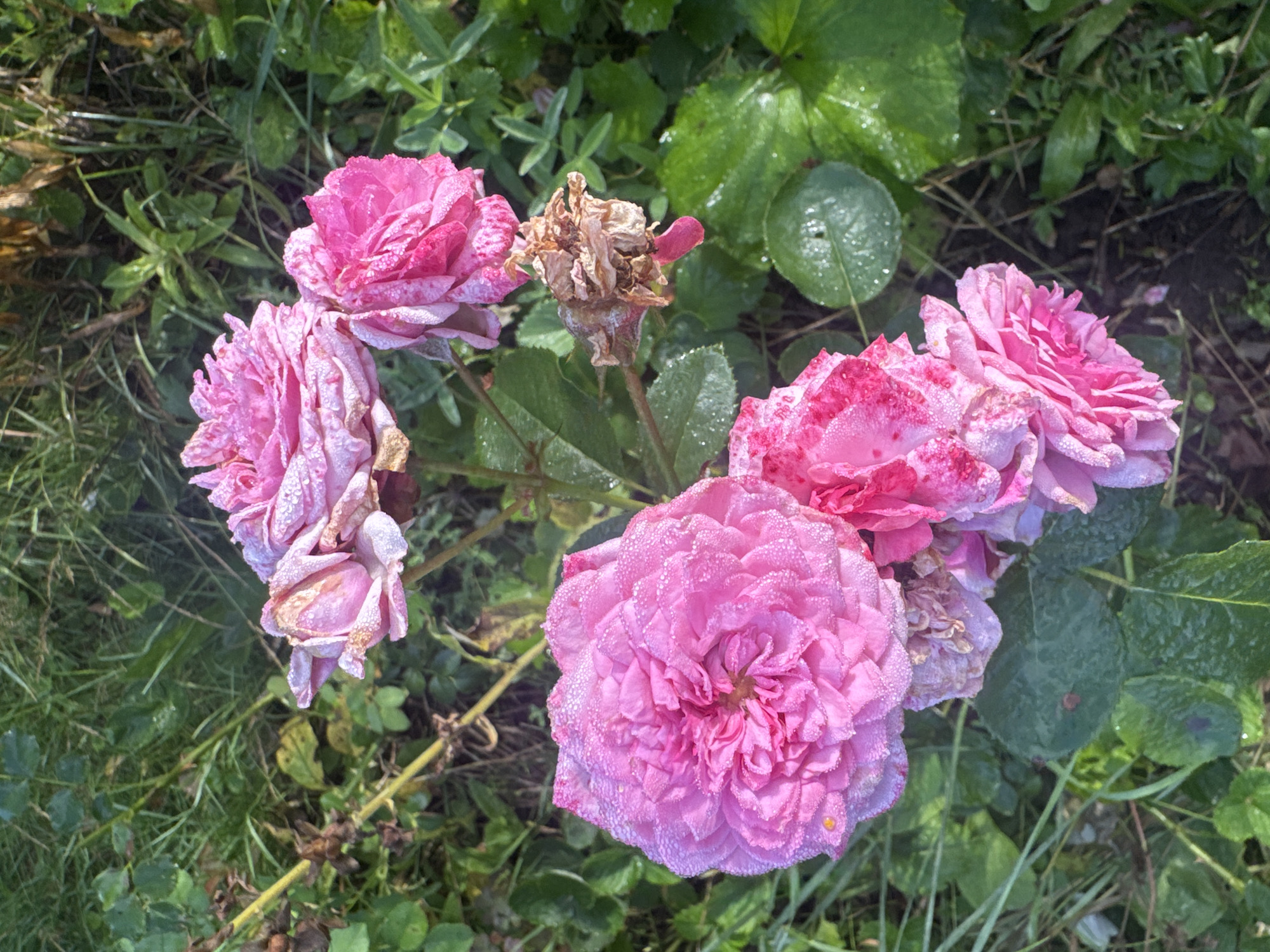 A cluster of pink roses, some appearing to be in various stages of bloom and decay, are centered in a patch of green foliage. The roses are covered in small water droplets, suggesting they are either dewy or have been recently rained upon. Some of the rose petals are tinged with a darker pink or have white speckles. One rosebud at the bottom appears to have red speckles. A dried, brown rose head is visible to the right of the cluster. The background consists of green grass and leaves, with some dry brown stems and leaves interspersed. The overall scene is an outdoor garden setting. There are no people or animals present. The location is described as Tikeevo, Russia.