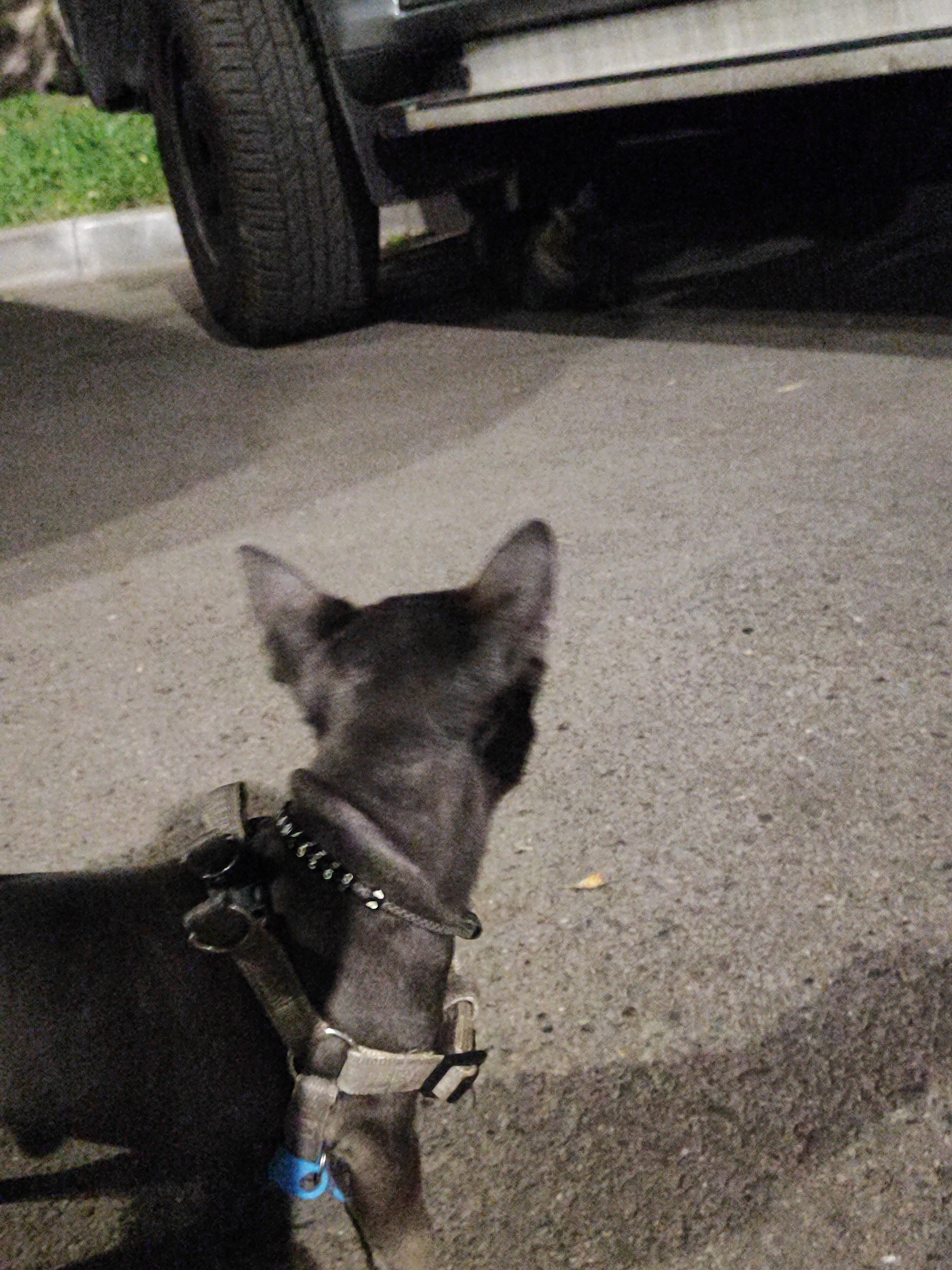 A dark-colored dog wearing a beige harness with black trim is shown from behind, looking away from the camera. The dog is standing on a paved surface. To the left of the dog, a portion of a tire of a vehicle is visible, along with a patch of green grass and a gray curb. The background shows the underside of a vehicle. The lighting suggests it is nighttime or dusk. The scene appears to be located on a street or parking area in Almaty, Kazakhstan, as indicated by the context of the request.
