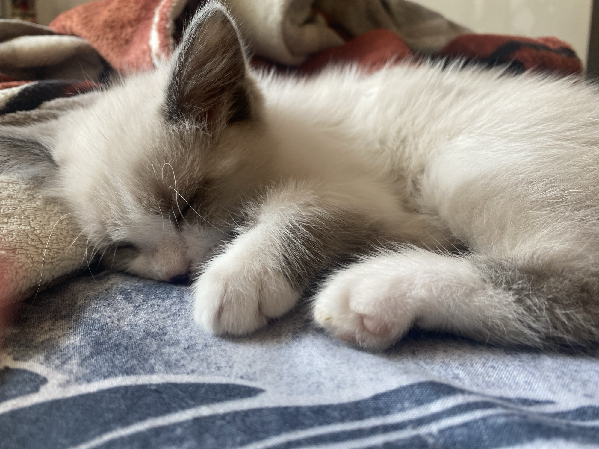 A fluffy, light-colored kitten with grey markings on its ears and tail is sleeping curled up on a blue and white patterned fabric. The kitten's eyes are closed, and its paws are tucked underneath its body. In the background, there are out-of-focus blankets in shades of orange and beige. This scene is not within the city of Kisliakovskaya, Russia.