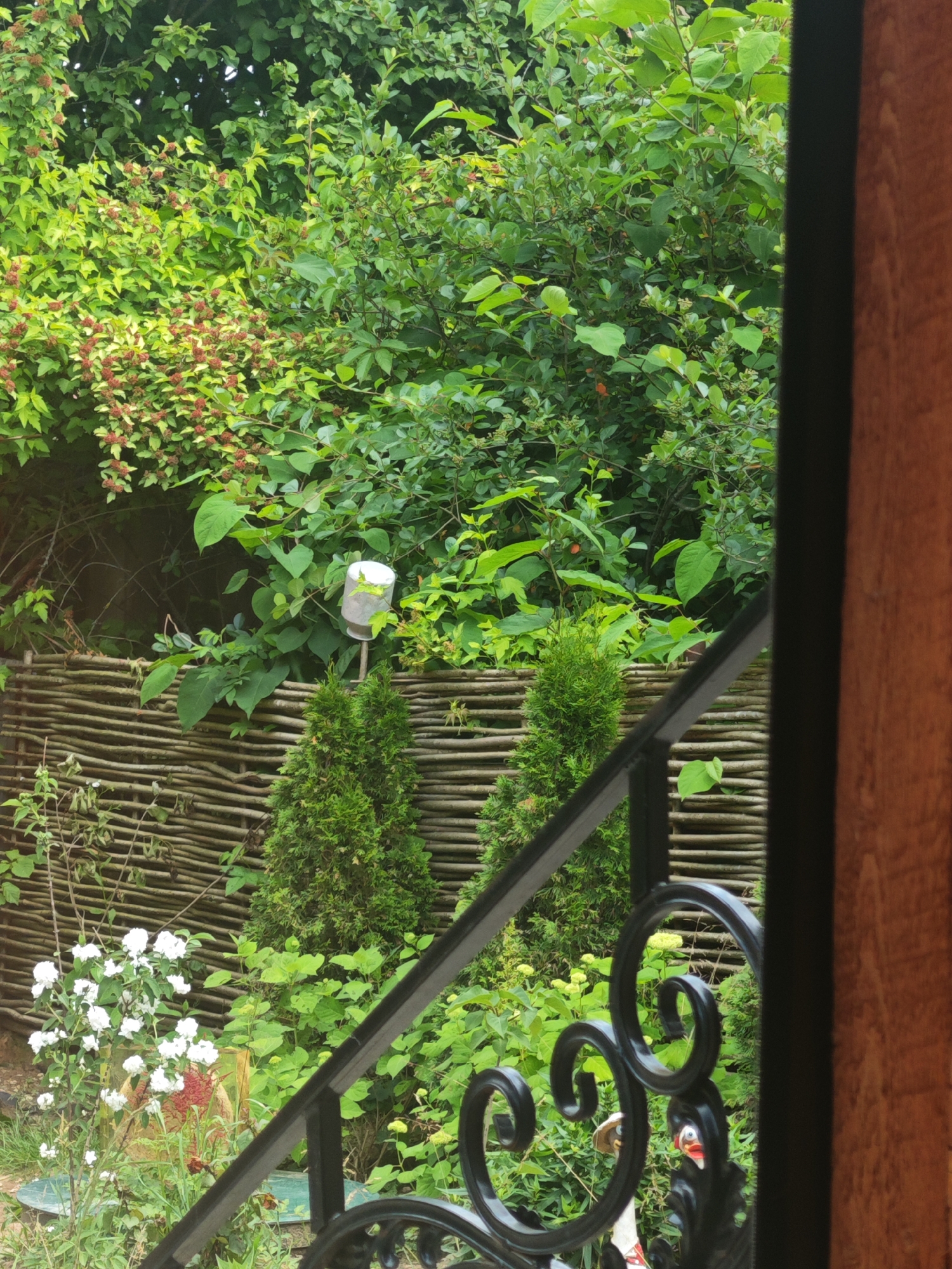 The image captures a verdant garden scene, partially framed by a wooden structure on the right, possibly a doorway or window frame. In the foreground, a black metal railing with ornate scrollwork traverses the lower part of the image, angled from bottom left to mid-right. Behind the railing, the garden unfolds with lush green foliage. Two conical evergreen trees stand prominently in front of a rustic, woven wooden fence. To the left of these trees, a cluster of small white flowers is visible, some in bloom. The background is densely packed with various green shrubs and trees, creating a natural, somewhat wild atmosphere. A white cylindrical object on a thin pole is attached to the fence, its purpose unclear. The overall impression is that of a tranquil, overgrown garden, possibly in a rural or suburban setting within Хлевино, Russia. There are no people or animals clearly visible in the frame.