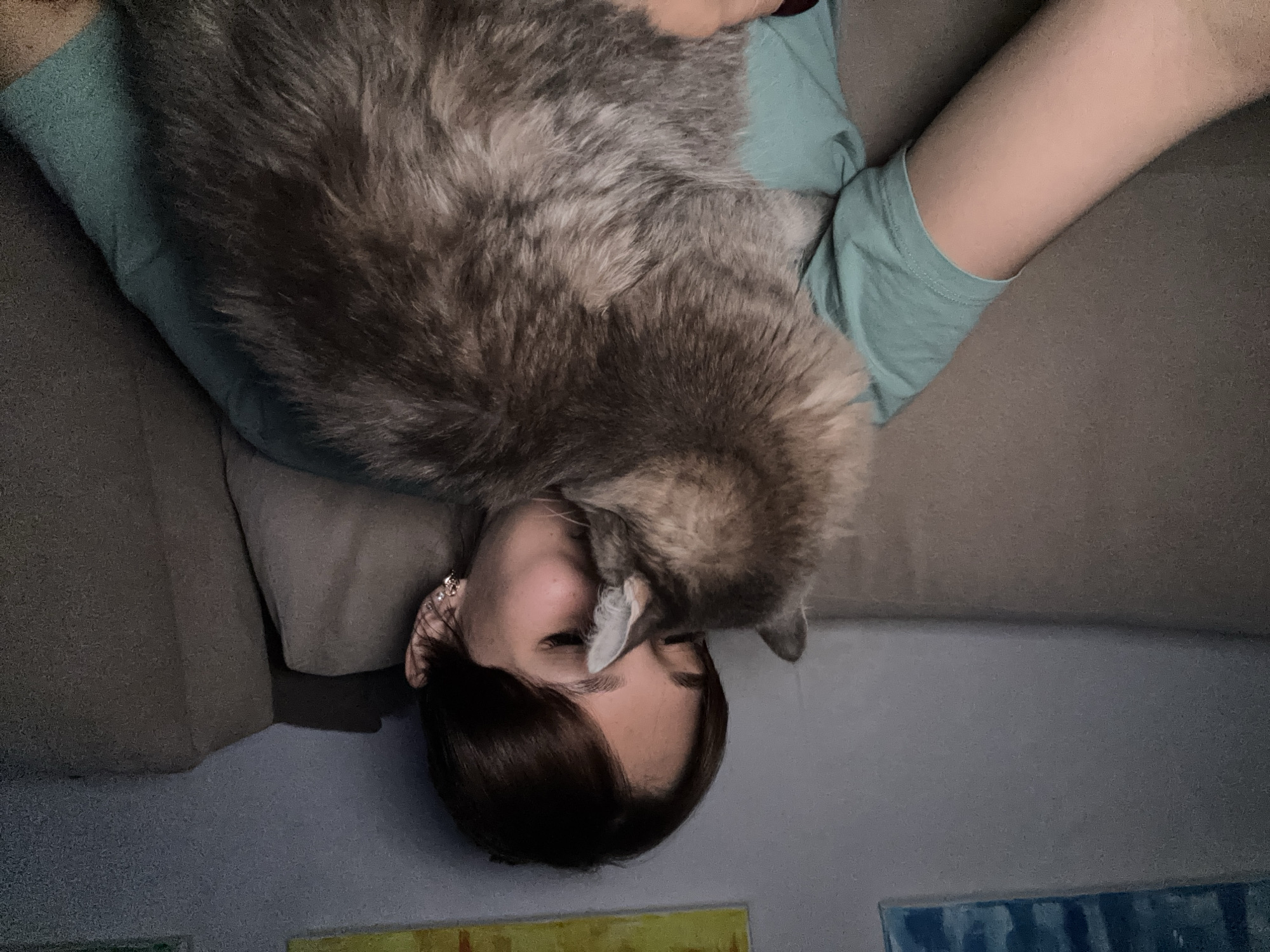 The image shows a young woman with short brown hair and closed eyes, cuddling a fluffy gray cat. She is wearing a teal t-shirt and earrings. The cat is nestled against her face, obscuring her nose and mouth. They are sitting on a beige couch in what appears to be a dimly lit room. In the background, there are paintings on the wall. There is no indication of the location being Novokuznetsk, Russia.