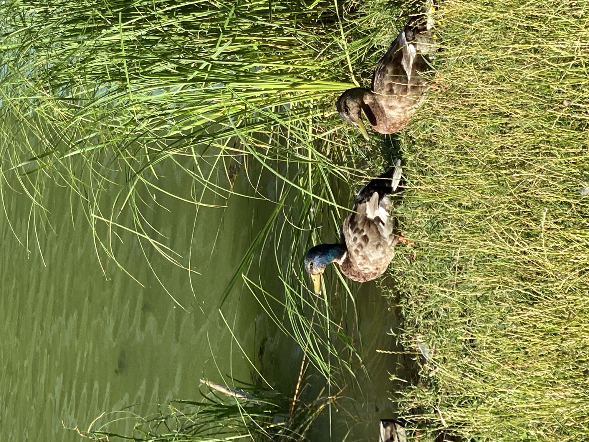 Two mallard ducks are standing on the grassy bank of a body of green water. The duck on the left is a male with a green head and a brown speckled body. The duck on the right is a female with a brown speckled body. Tall green reeds grow along the edge of the water behind the ducks. The water appears murky.