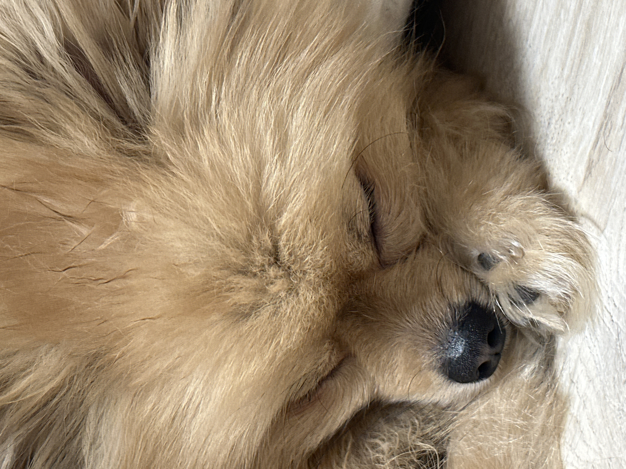 Close-up image of a sleeping, tan-colored, long-haired dog. Its eyes are closed and it has a black nose. One paw is visible covering part of its face. The dog is lying on a light-colored surface. There is no information to suggest the photo was taken in Votkinsk, Russia.