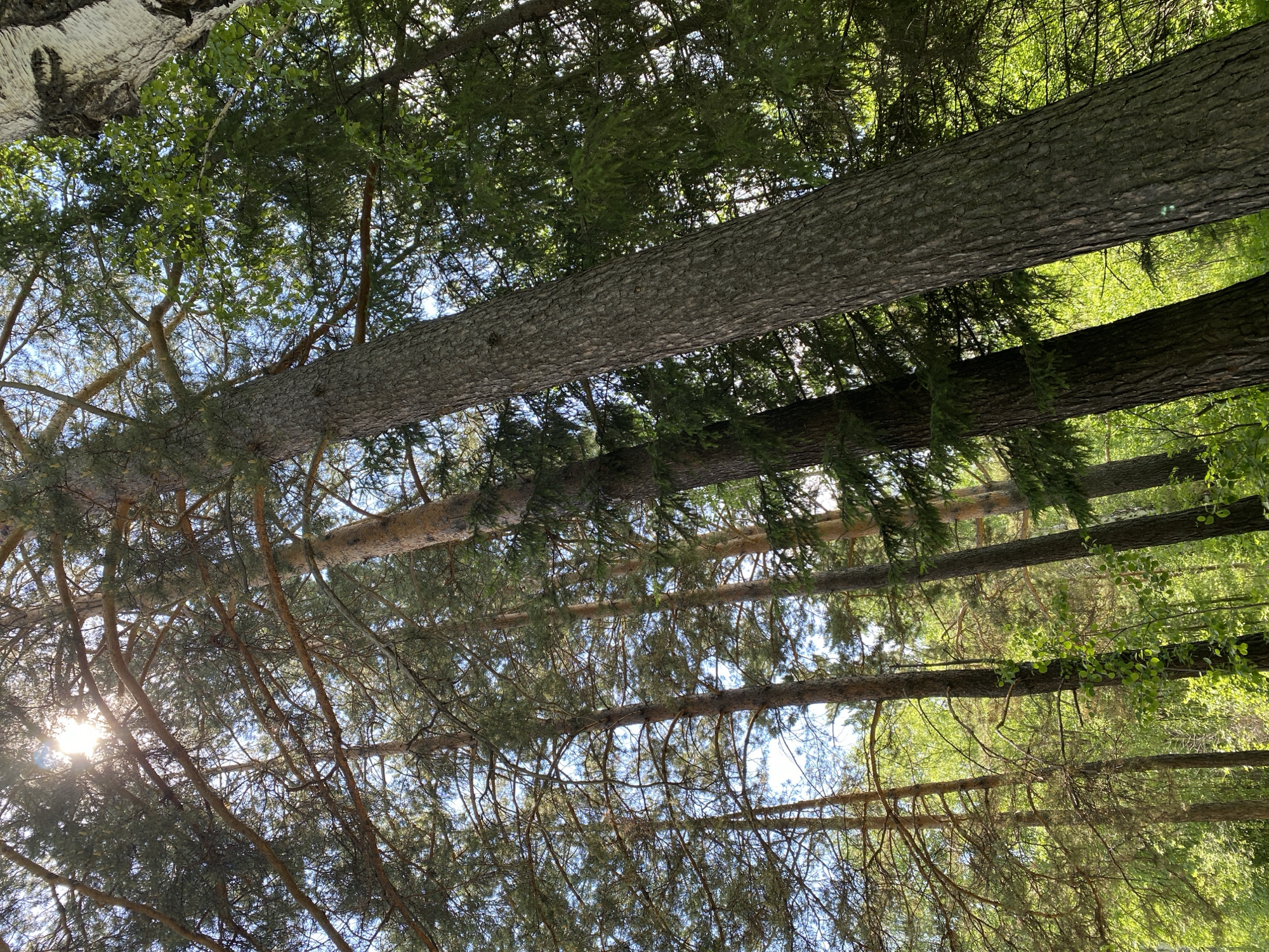 The image is a low-angle shot looking up through a dense forest canopy in Bolshoy Lug, Russia. Sunlight filters through the branches of tall pine trees and other deciduous trees, creating a dappled lighting effect. The foreground is dominated by the rough bark of several large tree trunks, with one particularly prominent trunk angled diagonally across the frame. In the background, layers of green foliage create depth, with hints of blue sky visible through the gaps. The environment appears natural and undeveloped, with no signs of human activity or structures.
