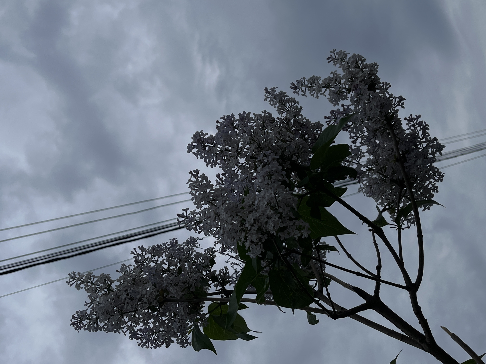 A low-angle shot shows a cluster of white lilac blossoms against a cloudy, overcast sky. The flowers are in full bloom, with numerous small florets forming dense panicles. The leaves are visible as dark green shapes interspersed among the blooms. A branch extends upward from the bottom right corner of the frame, supporting the floral display. In the upper left, parallel power lines stretch across the sky. The location is unknown.
