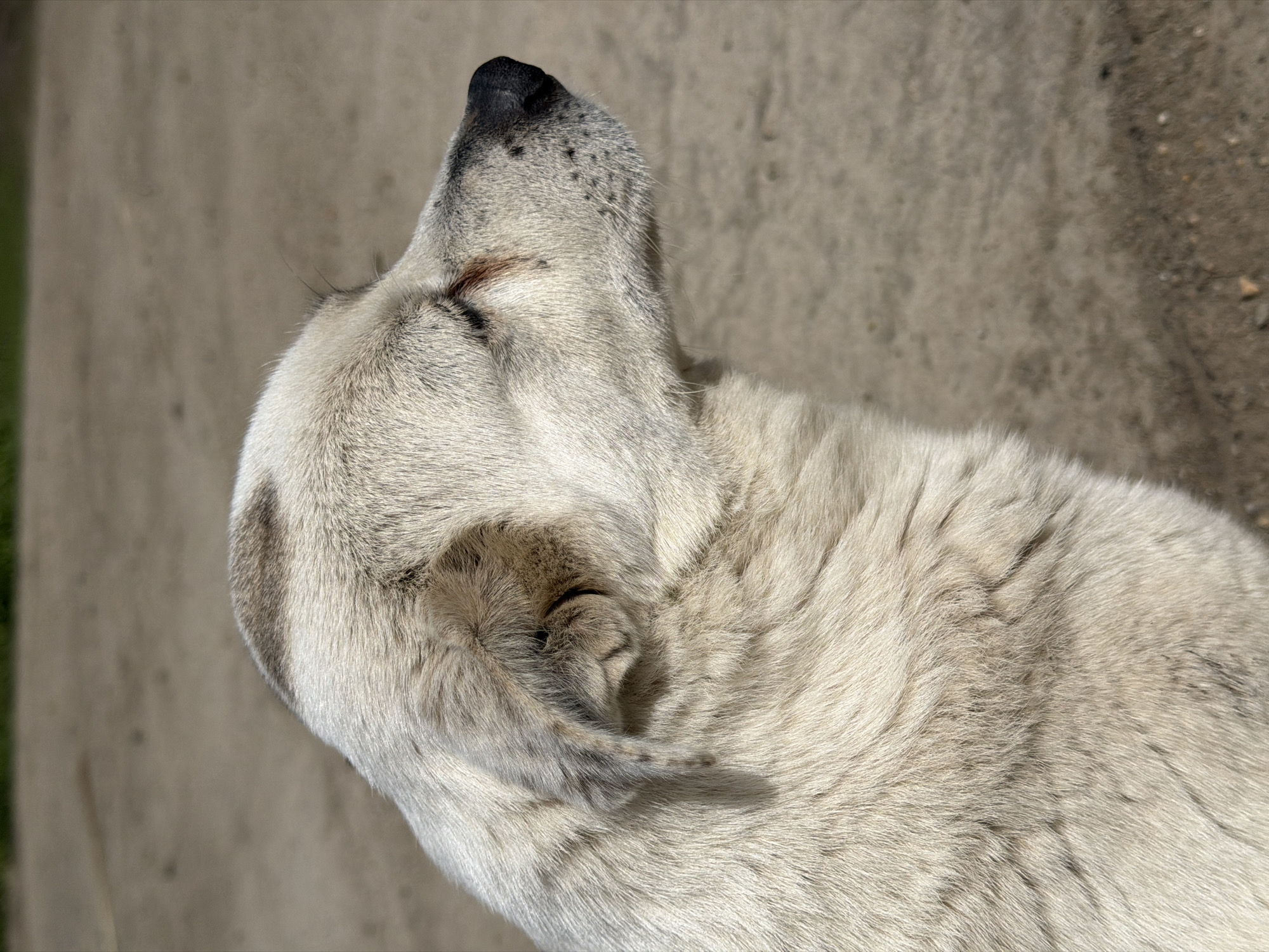 The image depicts the head and upper body of a white dog with closed eyes, positioned outdoors on a concrete surface. The dog's coat is primarily white with some light gray or cream-colored patches. The nose is black with some dark spots. The environment appears to be a paved area with a slight variation in surface texture, possibly a sidewalk or parking area. The image does not provide specific details indicating the location as Rossiyskiy, Russia.