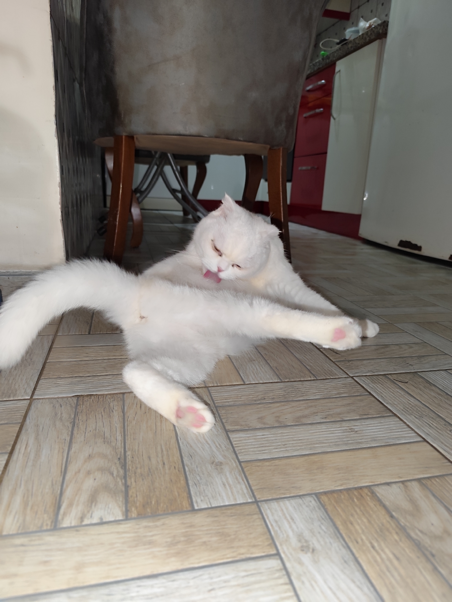 A white cat is on the floor in a room. The cat is grooming itself, with its tongue touching its fur. It is lying on its side with its tail extended and one leg stretched out. The floor is covered with wood-look tiles. Behind the cat is a chair with a gray cushion. In the background, there is a refrigerator and red cabinets. The location is Sarıyer, Turkey.