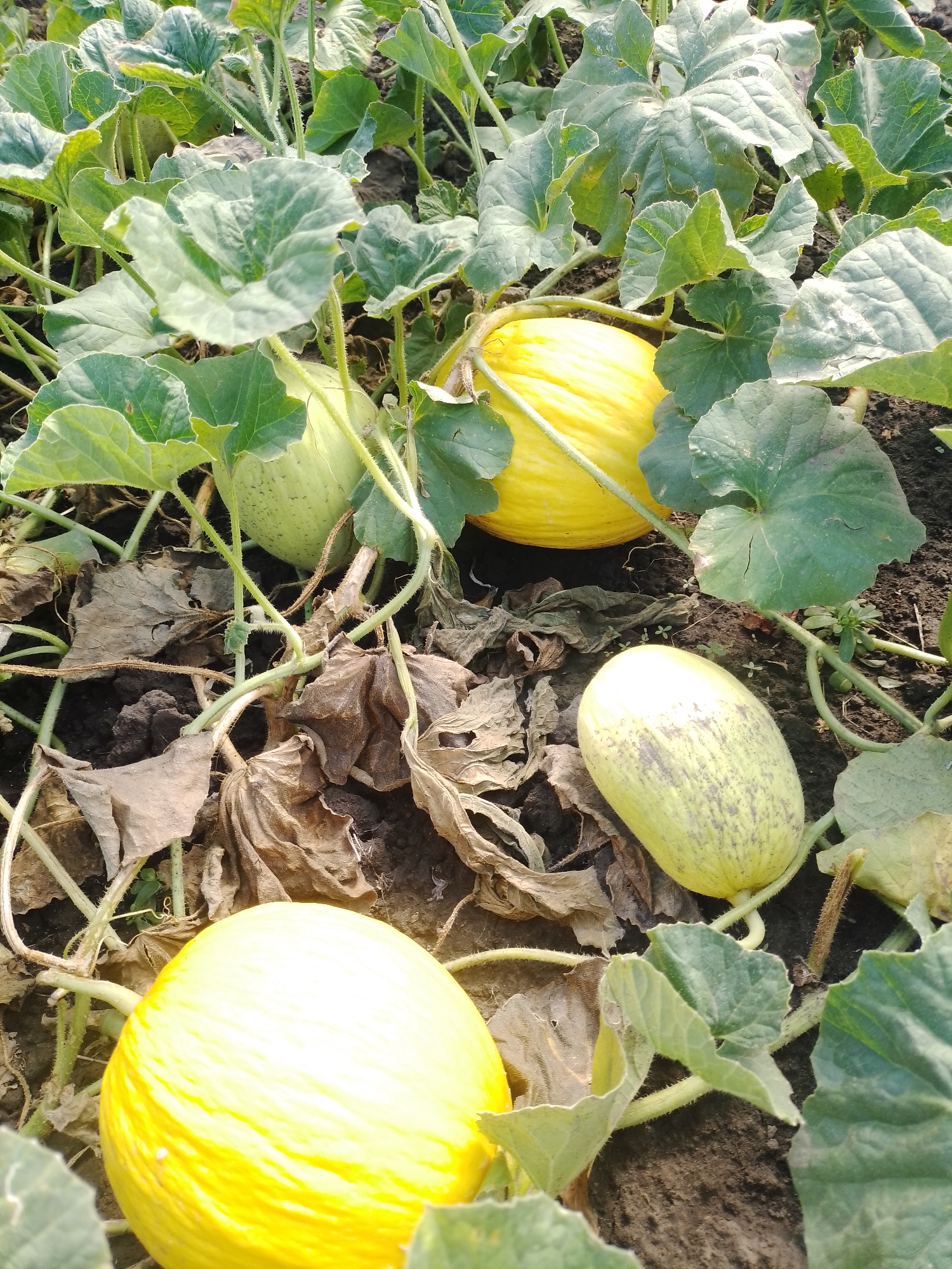 A close-up, eye-level shot captures a patch of melons growing on the vine in Ustyvytsia, Ukraine. The scene is dominated by the lush green foliage of the melon plants, with large, textured leaves creating a canopy over the dark, rich soil. Several melons are visible, showcasing a variety of stages and colors. Two bright yellow melons, one prominent in the foreground and another slightly further back and to the right, are the most striking. Another melon, pale green with faint grey striations, rests in the center right, while a third, predominantly pale green, is nestled amongst the leaves on the left. The ground is also littered with dried, brown leaves, indicating the progression of the growing season. The lighting suggests a bright, sunny day, with sunlight casting subtle shadows and highlighting the textures of the leaves and melons. The image is sharp and detailed, offering a clear view of the agricultural landscape.