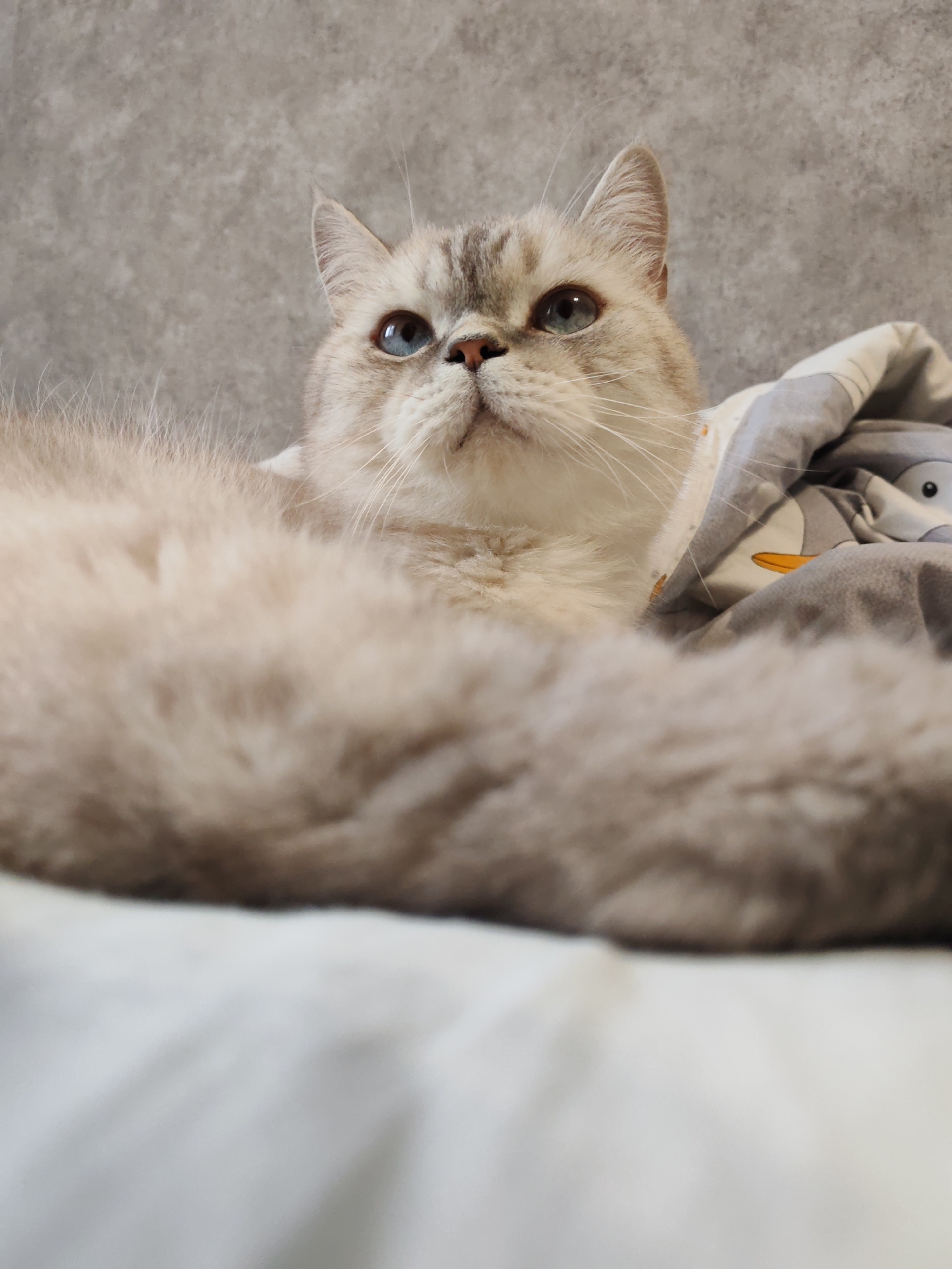 A close-up shot captures a fluffy cat lounging comfortably, nestled beneath a blanket adorned with a pattern of cartoon penguins. The cat, with striking blue eyes and a light gray and white coat, gazes upwards with an alert expression. Its face is the primary focus, with its soft fur and delicate whiskers clearly visible. The background is a textured gray wall, providing a neutral backdrop that makes the cat stand out. The blanket, partially covering the cat, adds a playful element to the scene. The overall impression is one of cozy contentment and quiet observation.