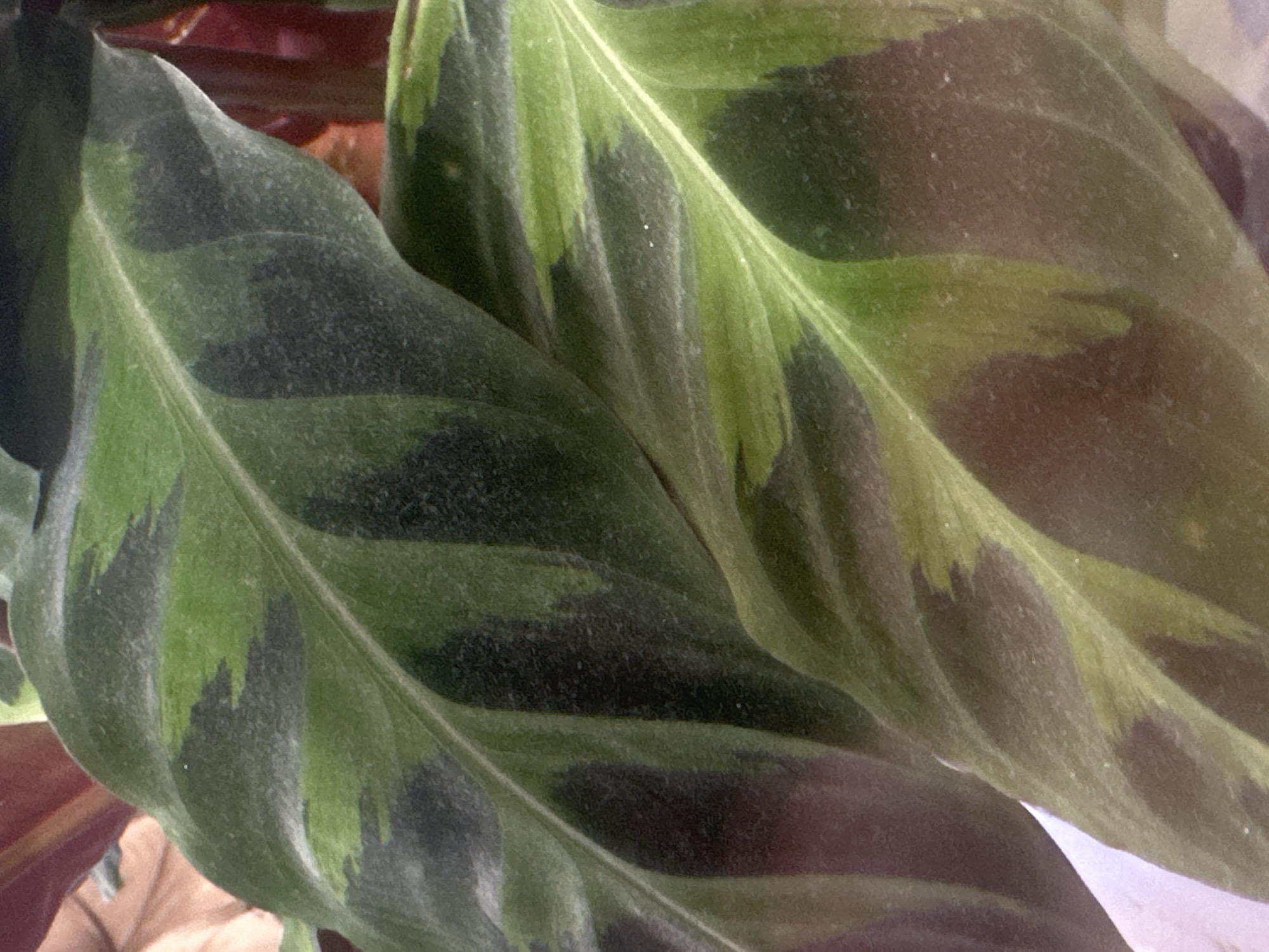 The image is a close-up of two large, patterned leaves of a plant, likely indoors. The leaves display a striking contrast of dark green and lighter green or yellowish-green stripes and patches. The texture of the leaves appears slightly velvety or dusty. The background is blurred and out of focus, showing hints of reddish-purple hues from other leaves or stems of the same plant. There is no discernible environmental context that would suggest a location in Letterkenny, Ireland. The image focuses solely on the botanical subject.