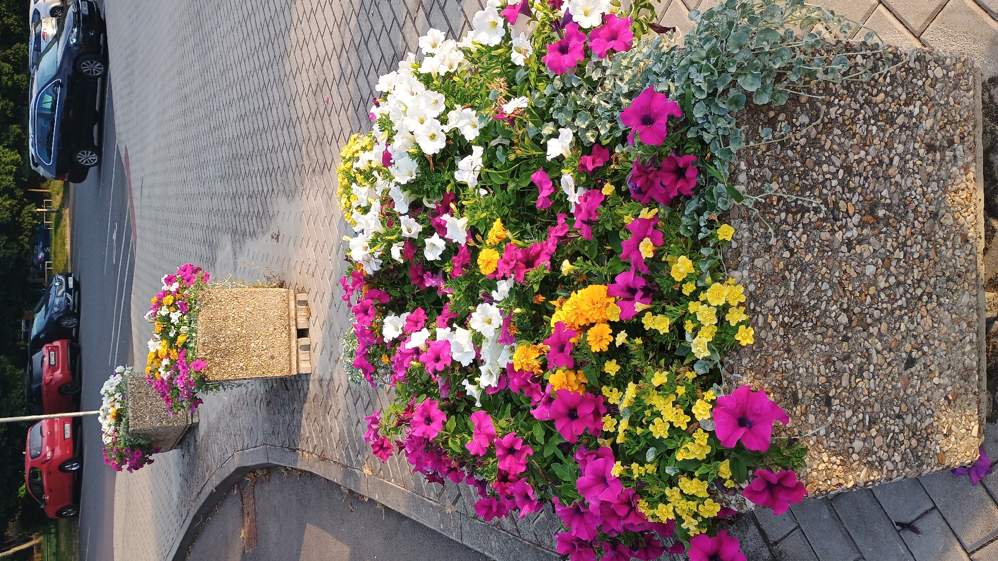 In Sokolov, Czechia, two large, textured concrete planters filled with vibrant flowers stand on a paved walkway adjacent to a parking lot. The planters contain a dense arrangement of petunias in shades of pink and magenta, white petunias, and small yellow flowers. Some grey, trailing foliage also spills from the planters. In the background, several cars are parked on the asphalt, including a red hatchback, a dark grey hatchback, and a black station wagon. The parking lot is bordered by a tree line, suggesting a park or public space.