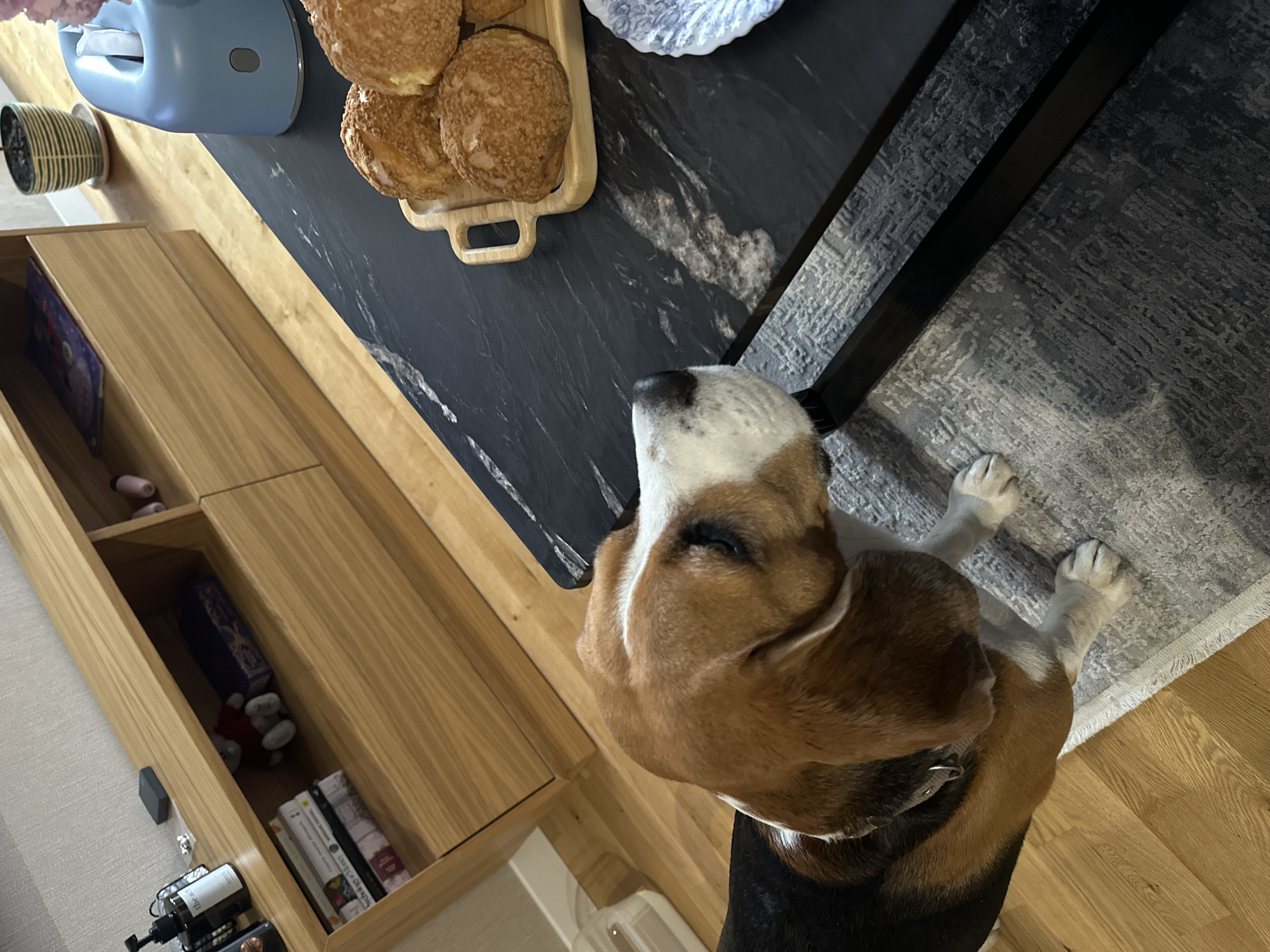 A high-angle shot depicts a beagle standing next to a black-topped table, potentially indoors in Yerevan, Armenia. On the table is a wooden tray of pastries and a light blue object. A wooden cabinet with items inside is adjacent to the table. The floor around the dog is a mix of wood and patterned rug. The dog appears to be looking up at the table.