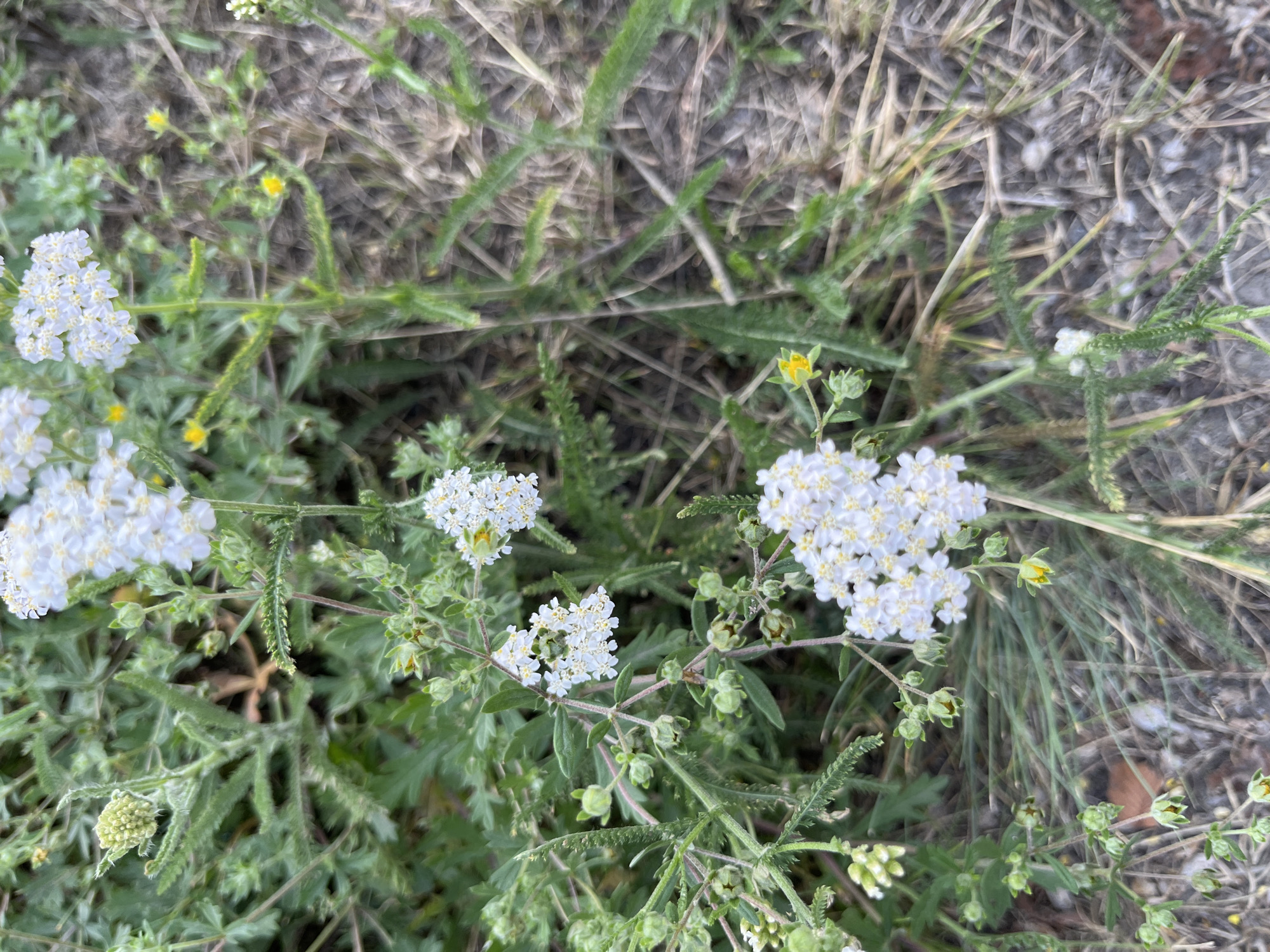 This is a close-up, high-angle shot of several white yarrow flowers with small yellow centers and green buds. The flowers are clustered together on delicate green stems with feathery leaves. Some of the flowers are in full bloom, while others are still developing buds. The background is a blur of dry, brown grasses and other greenery, suggesting an outdoor, natural setting. The lighting appears to be natural daylight, casting soft shadows. There is no visible text in the image. The scene is still and peaceful, focusing solely on the botanical subjects. The overall impression is one of natural beauty in a somewhat wild or uncultivated environment.