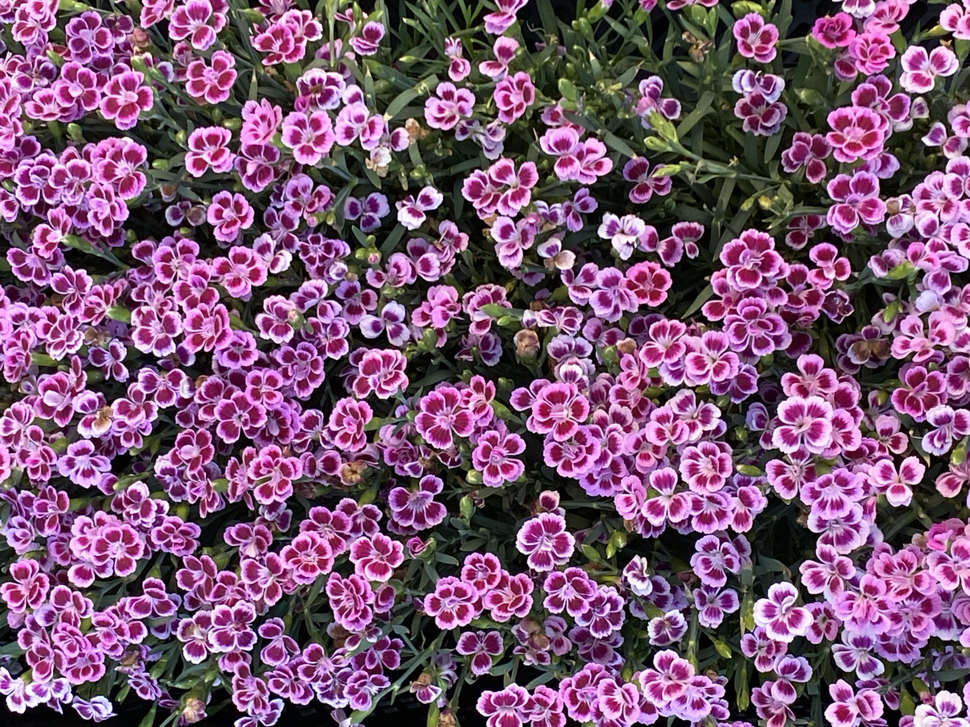 This media file presents a close-up, top-down view of a dense carpet of vibrant, two-toned flowers, identified as Dianthus (commonly known as Pinks or Carnations). The frame is entirely filled with these numerous small blooms and their foliage.
Each flower features a distinct color pattern: a rich, dark magenta or deep pink hue at its center, which gracefully transitions to a lighter pink or almost white along its ruffled or serrated petal edges. The flowers are tightly clustered, creating a lush and abundant display. Thin, green, grass-like leaves, characteristic of Dianthus plants, are visible peeking through and supporting the blossoms.
The background is largely obscured by the dense arrangement of flowers and foliage, with some darker patches suggesting deeper plant growth or shadows beneath the canopy. The lighting appears to be natural daylight, possibly bright but diffused, which highlights the intricate color variations and textures of the petals without casting harsh shadows.
There are no people, man-made objects, or discernible activities taking place within the image; it is a still life capturing the natural beauty of the flowering plants. No visible text is present. Given the provided context, the scene is located in Saint Petersburg, Russia, showcasing a thriving patch of these charming flowers. The overall impression is one of vibrant floral abundance and natural elegance.