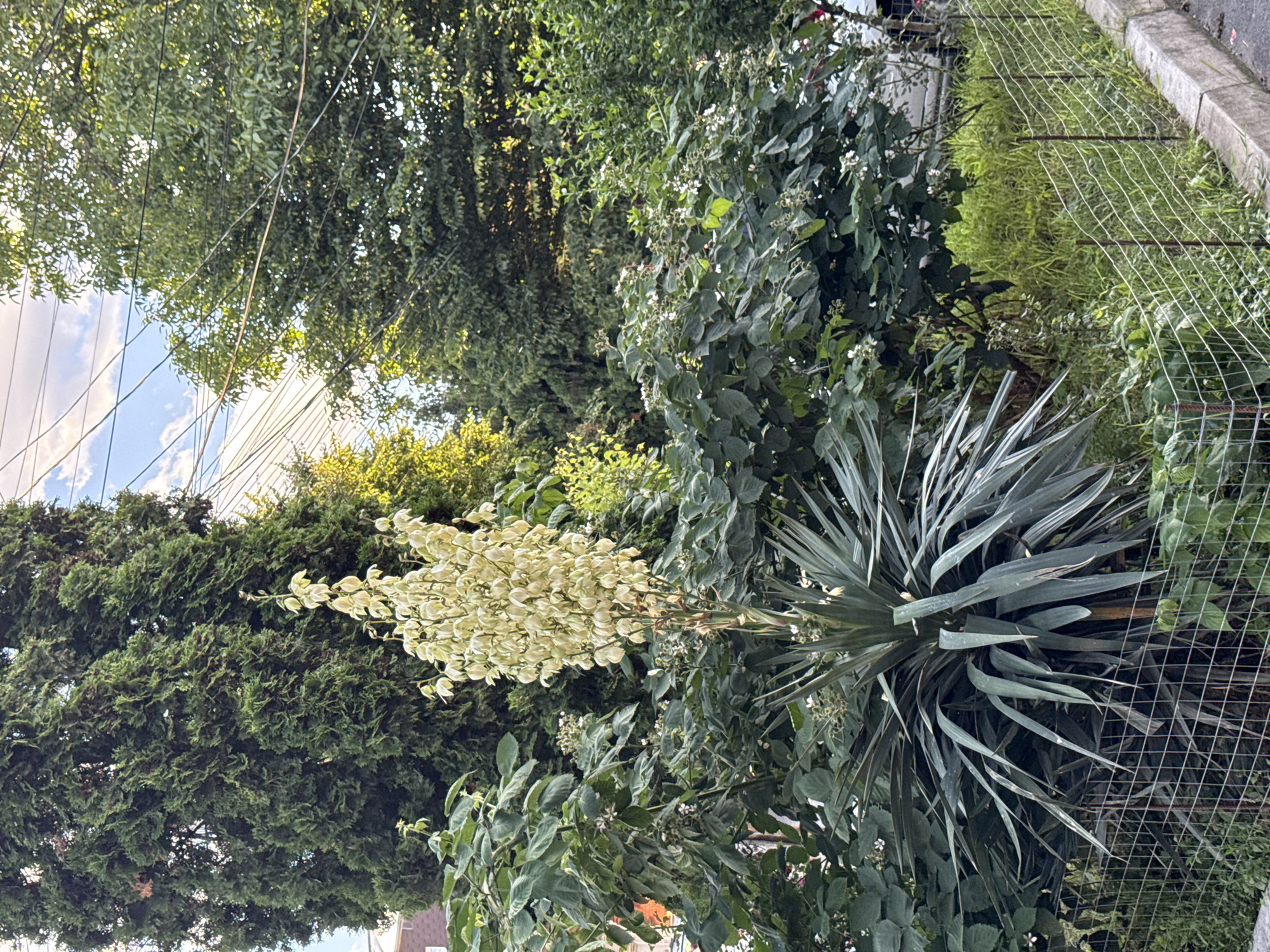 A Yucca plant with a tall stalk of creamy white flowers stands prominently in front of a dense evergreen tree in a residential area. Smaller green bushes with white flowers are also visible. A wire fence runs along the bottom of the image, separating the garden from a sidewalk and a street. Overhead, power lines crisscross against a partly cloudy sky. There are no people or animals visible in the frame.