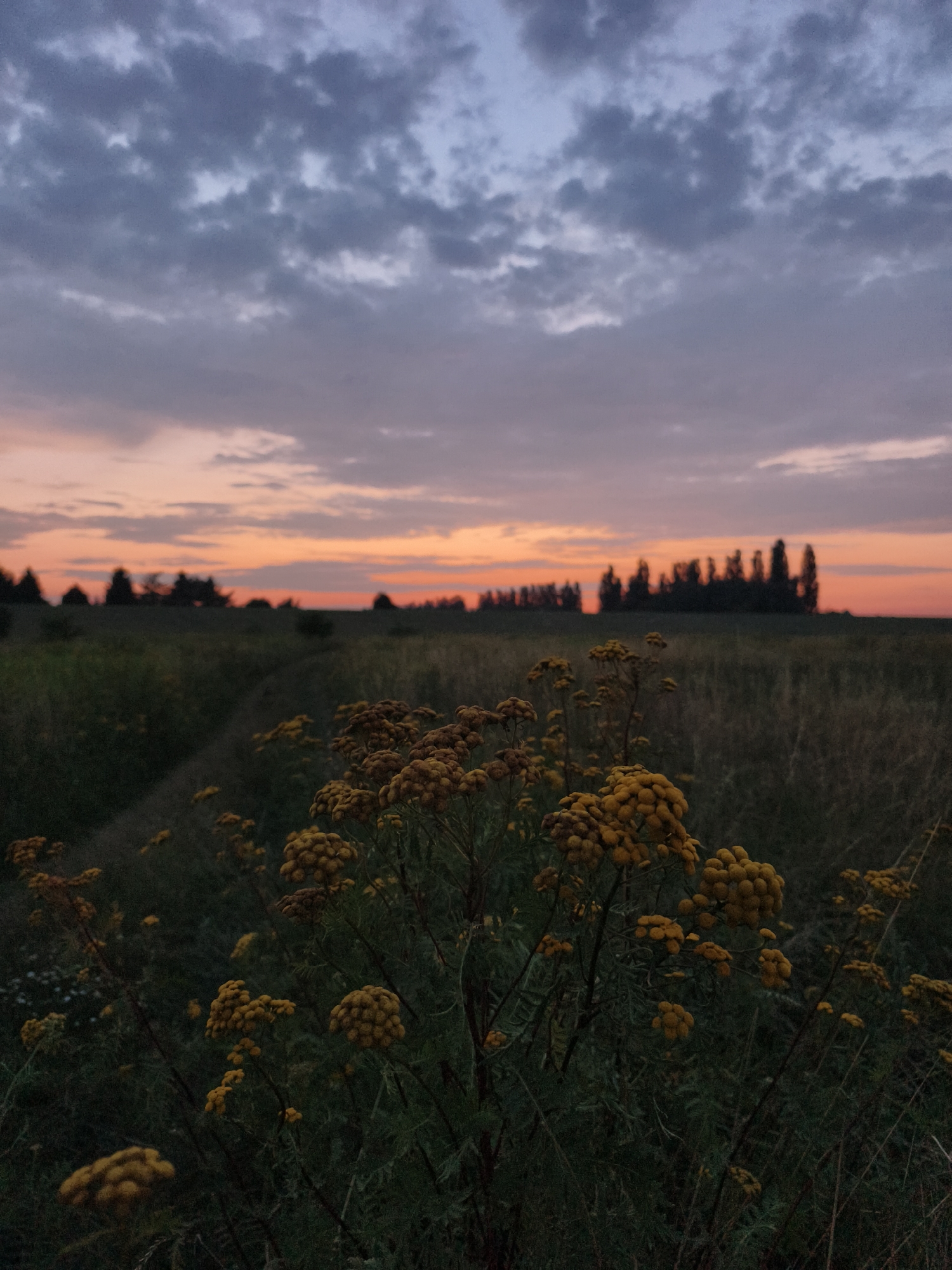A low-angle, medium shot captures a dusky field with dry yellow wildflowers in the foreground. The wildflowers are in focus, with their spherical flower heads forming clusters. Behind the wildflowers, a field of dry grass stretches into the distance. A subtle path winds through the grass, leading towards a distant treeline silhouetted against the horizon. The sky above is a gradient of soft purples and oranges, transitioning into darker blues as it rises, with a scattered layer of clouds. The scene evokes a natural, rural landscape, likely on the outskirts of Tczew, Poland, given the provided context. There are no people or discernible man-made structures visible in the frame.