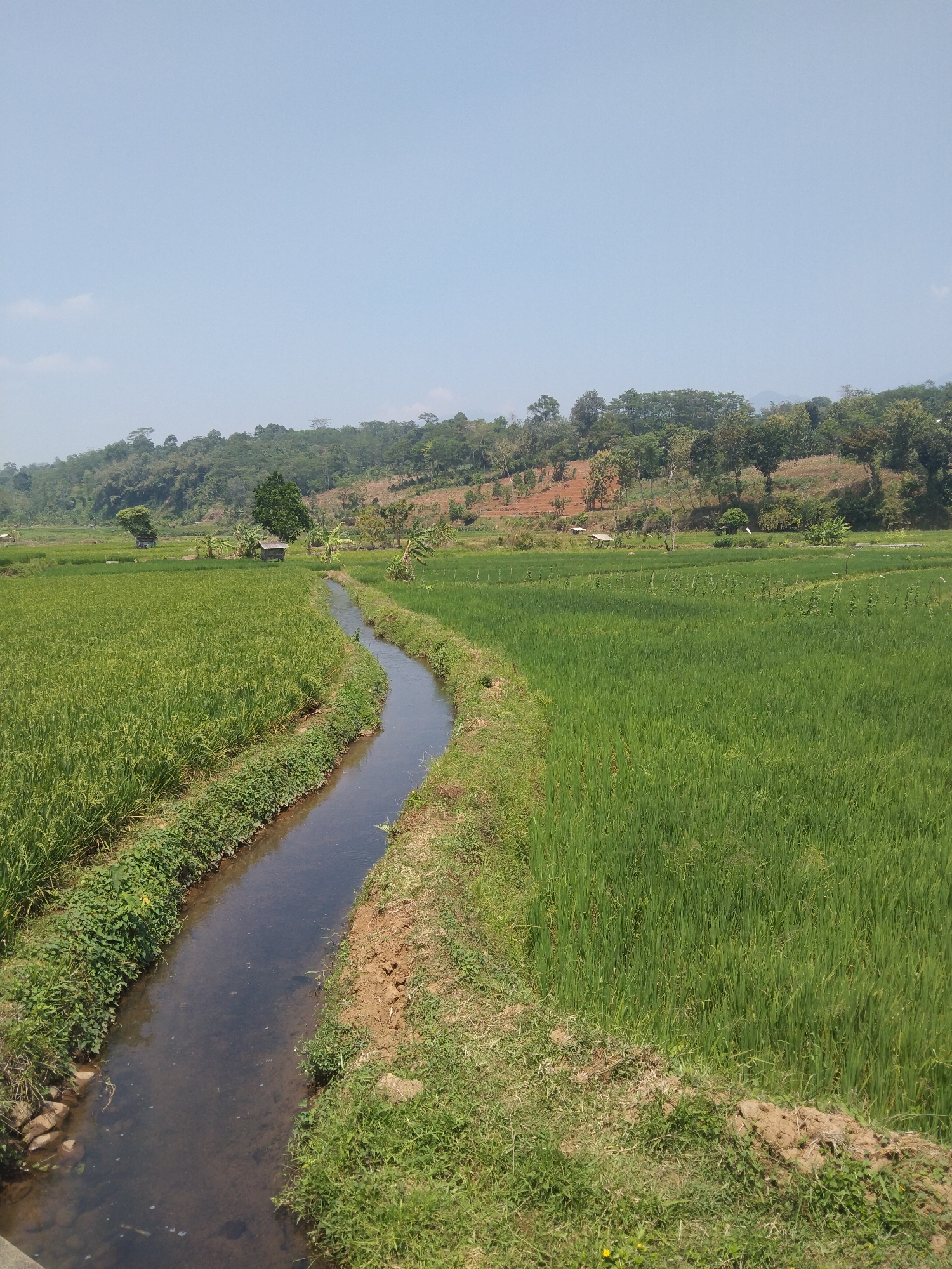 The image shows a narrow irrigation canal flowing through lush green rice paddies in Keling, Indonesia. The canal is bordered by grassy banks and some vegetation. In the background, a gentle, tree-covered hillside rises under a clear blue sky. The scene depicts a rural landscape, likely a agricultural area in the Keling sub-district, characterized by its vibrant greenery and tranquil atmosphere. There are no people or animals visible in the image.