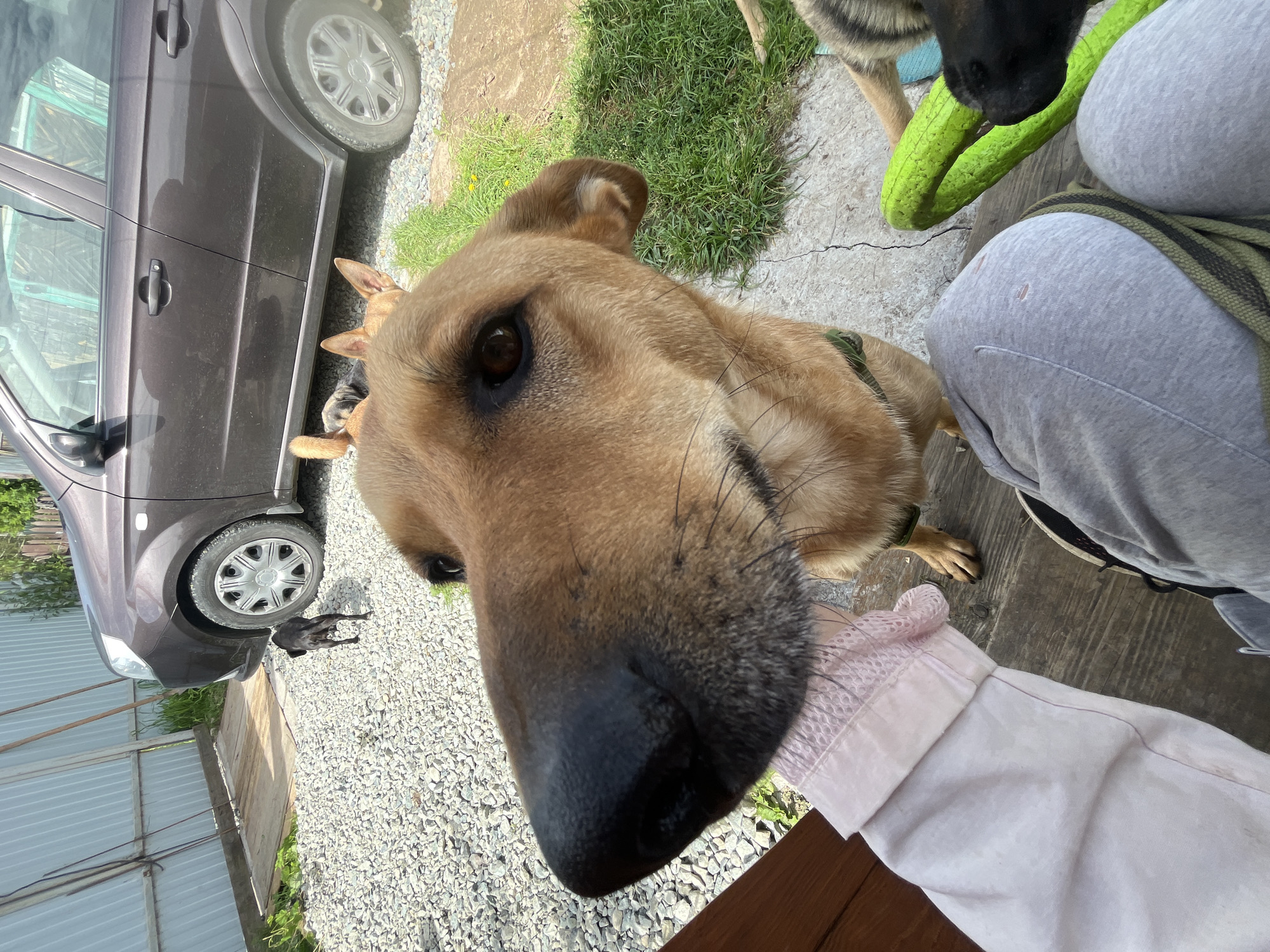 A medium-shot image shows a tan dog with dark brown eyes and a black nose, nose to camera, in the foreground. The dog is looking directly into the lens, with its head tilted slightly. Its left ear is perked up, while its right ear is slightly drooped. The dog is wearing a dark green collar. In the background, a person's hand, wearing a light pink sleeve, is reaching towards the dog. To the right of the dog, another dog with striped fur is visible, reaching for a bright green chew toy. Further back, a small black dog is walking near a brown car parked on a gravel surface. The environment appears to be an outdoor yard with a wooden fence and grass. The scene is set in the city of Nizhny Tagil, Russia.