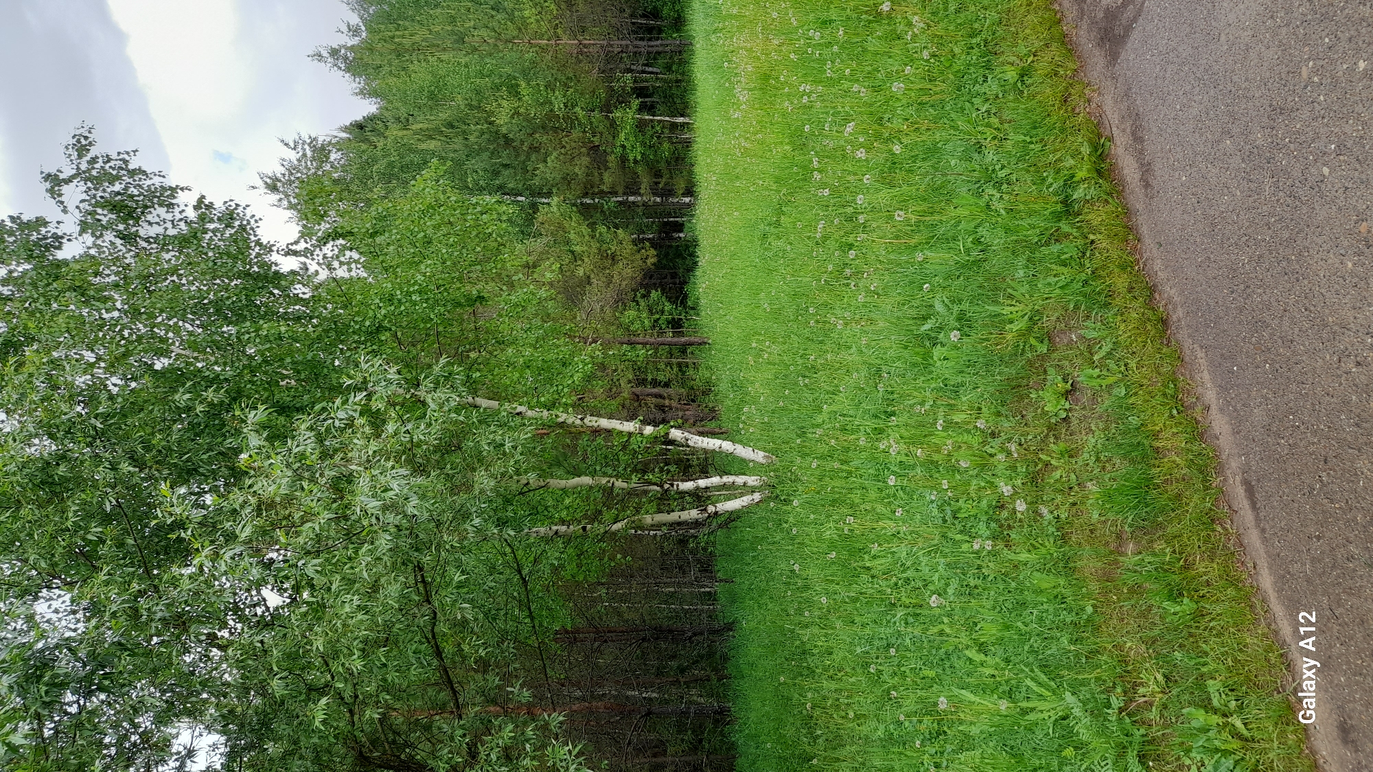 A horizontal, slightly tilted outdoor shot reveals a grassy expanse bordering a forest edge, adjacent to a paved road. The location is identified as Марковский, Russia. Lush green grass, dotted with small white seed heads, occupies the majority of the right side. A dark grey asphalt road runs along the far right edge. The forest is comprised of green leafy trees with several birch trees visible. The sky is overcast. A "Galaxy A12" watermark appears along the bottom right corner. No people are visible.