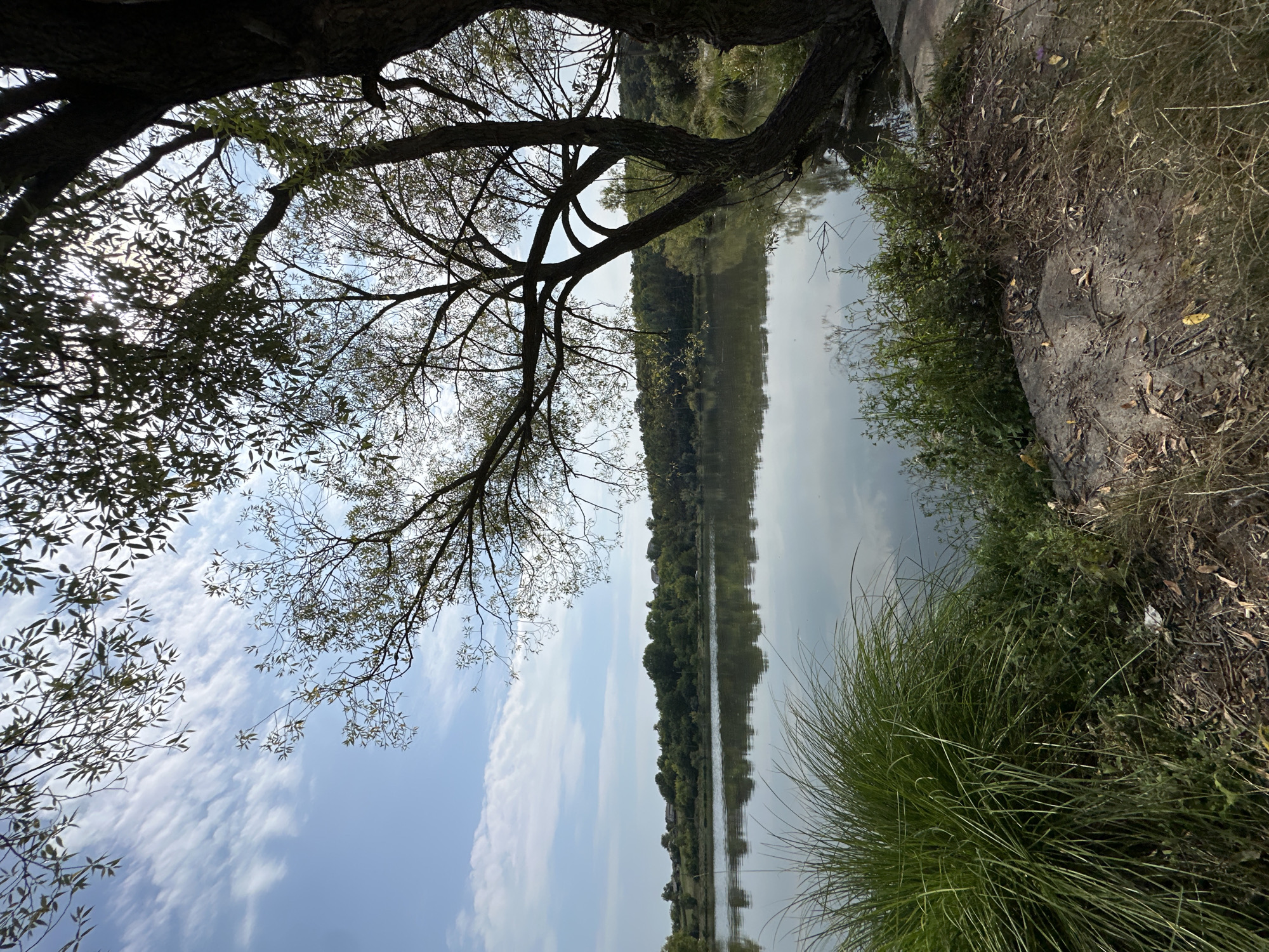 The image depicts a serene natural scene of a lake on a cloudy day. In the foreground, on the right side, a large tree with dark bark and sprawling branches dominates the frame, its silhouette contrasting with the bright sky. The branches of this tree extend over the lake, with some leaves visible. To the left of the tree, the calm surface of the lake reflects the sky and the tree's branches. On the left bank of the lake, a dense clump of tall green grass grows, its feathery blades catching the light. Beyond the lake, a treeline of lush green foliage forms the background, with hints of distant buildings suggesting a settlement. The sky is a pale blue, streaked with wispy white clouds that are illuminated by the sun, which is partially obscured by the tree branches. The ground in the immediate foreground is a mix of dry earth, scattered leaves, and sparse vegetation. The overall atmosphere is tranquil and picturesque, capturing a moment of natural beauty.