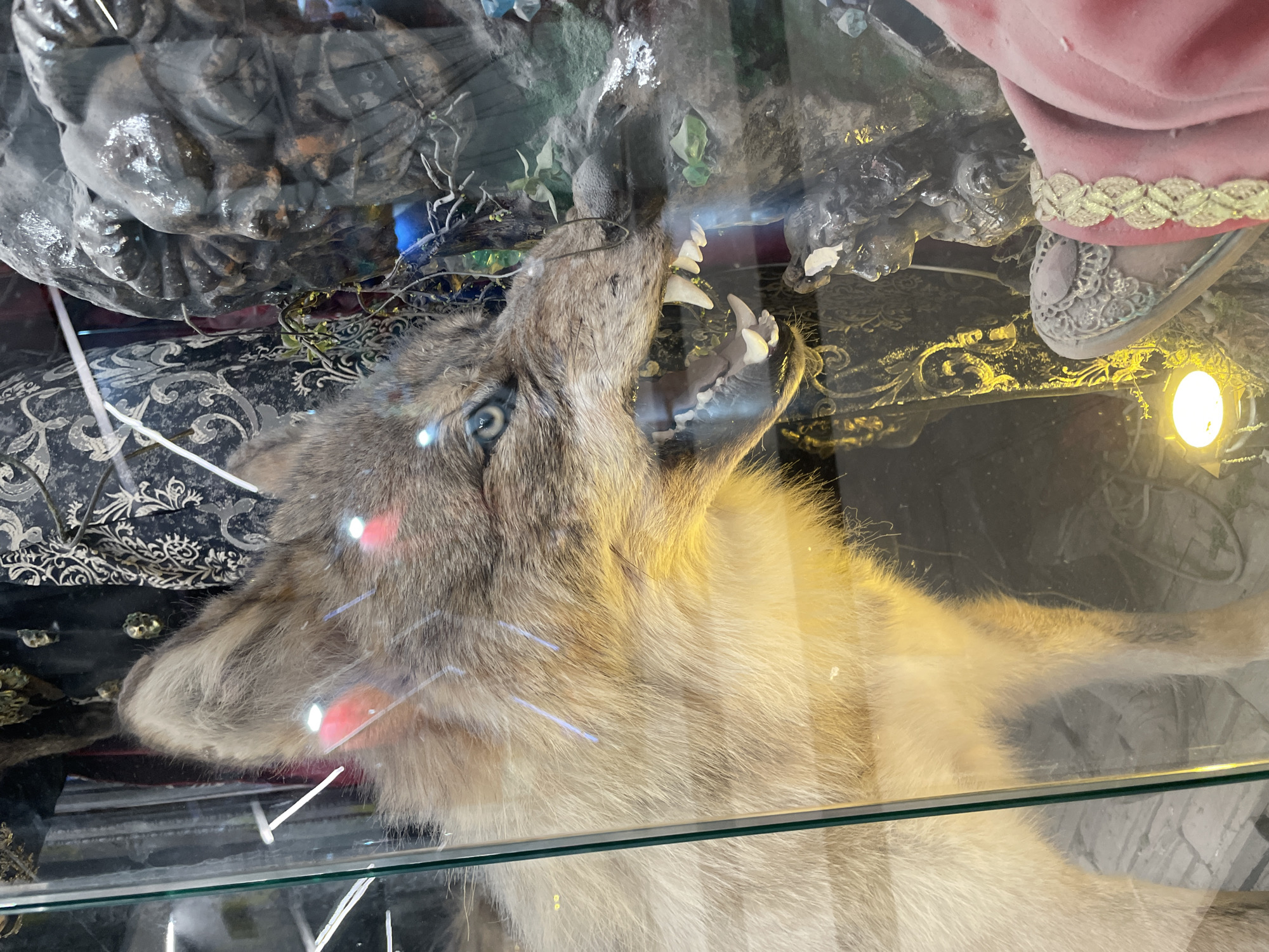 The image depicts a taxidermied wolf head with its mouth open, revealing sharp teeth, inside a glass display case. The fur is a mix of grey and beige. Above the wolf, inside the case, are various objects including a statue, a decorative shoe with pink fabric, and patterned fabric. The photo was taken in Murino, Russia, as evidenced by metadata. The display case reflects the surrounding environment.