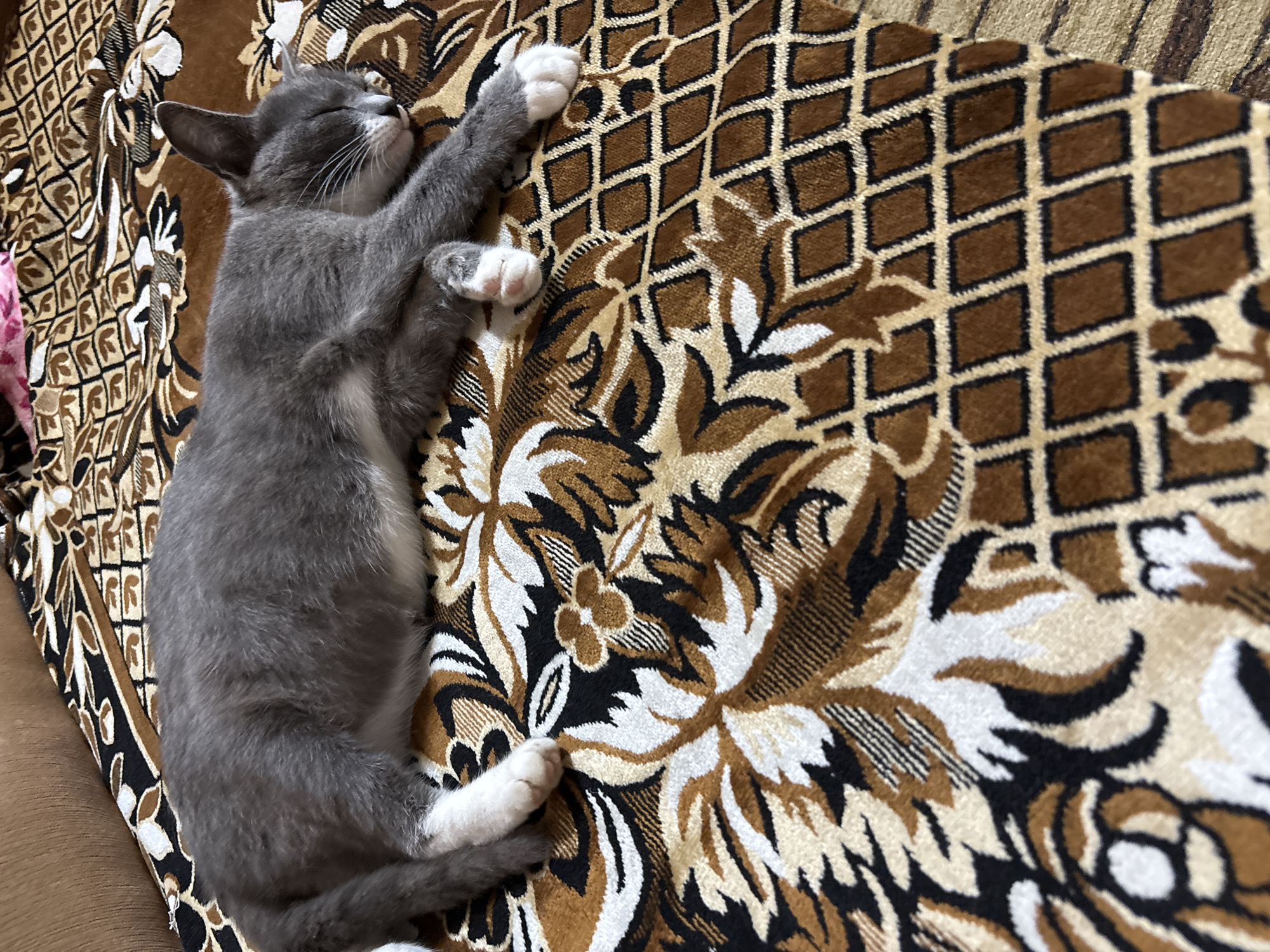 A grey and white cat sleeps peacefully on a patterned brown blanket. The blanket has a floral design in shades of brown, beige, and black, and a geometric pattern of brown diamonds outlined in black. The cat is lying on its side, with its eyes closed and its paws tucked in. Its tail is curled around its body. The scene appears to be indoors, possibly in a home. The location is identified as Ilpanur, Russia, however, there is no visual information in the image to confirm this specific location.