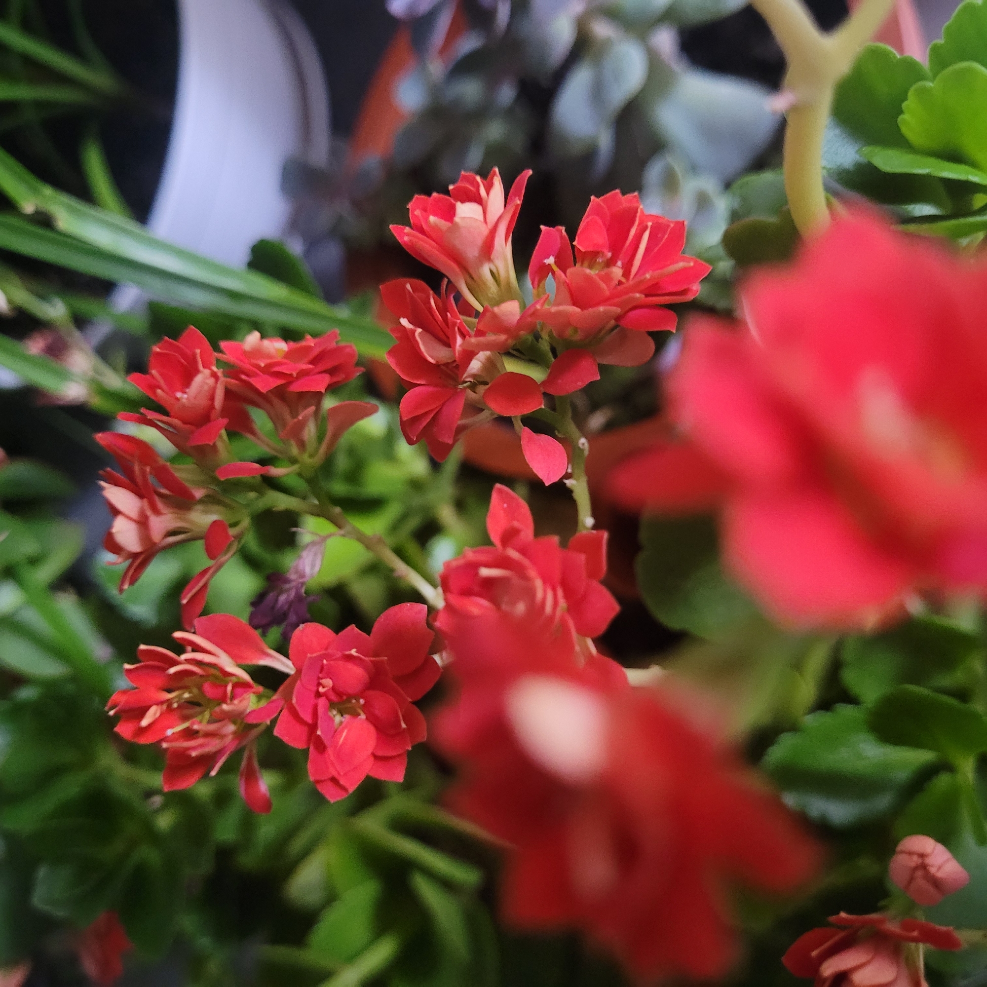 A close-up, slightly out-of-focus photograph captures a cluster of vibrant red Kalanchoe flowers. The flowers are small and densely packed, with multiple petals that are slightly curled. Green, waxy leaves form a backdrop for the blooms. In the upper right corner, a white ceramic pot is partially visible, containing green foliage. The lighting is dim, creating a soft focus effect that emphasizes the texture and color of the flowers. The overall scene suggests an indoor setting, likely a home or greenhouse. The image is a still life composition, focusing solely on the botanical subject.