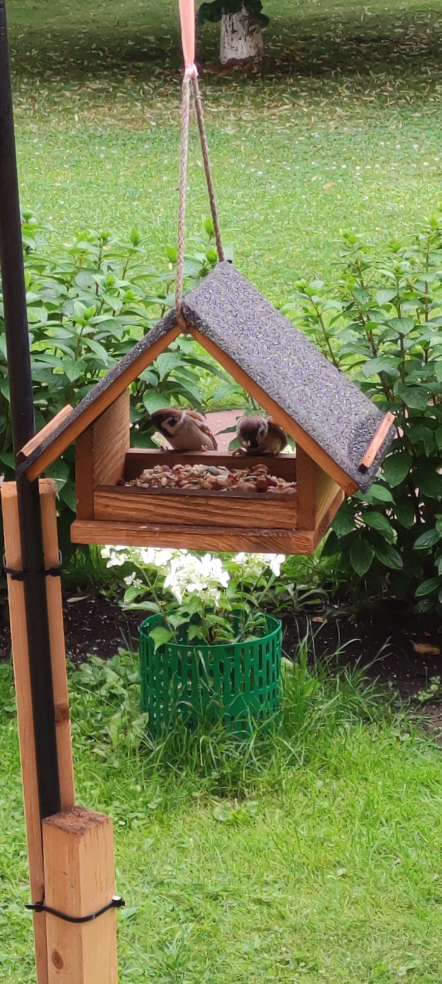 In the city of Rosinka, Russia, a wooden bird feeder hangs from a rope. The feeder is filled with birdseed and nuts, attracting two small brown sparrows. The sparrows are pecking at the food. The feeder is set against a backdrop of lush green foliage and a grassy lawn. In the foreground, a green metal planter with white flowers is visible. The scene is peaceful and idyllic, capturing a moment of nature in an urban setting.