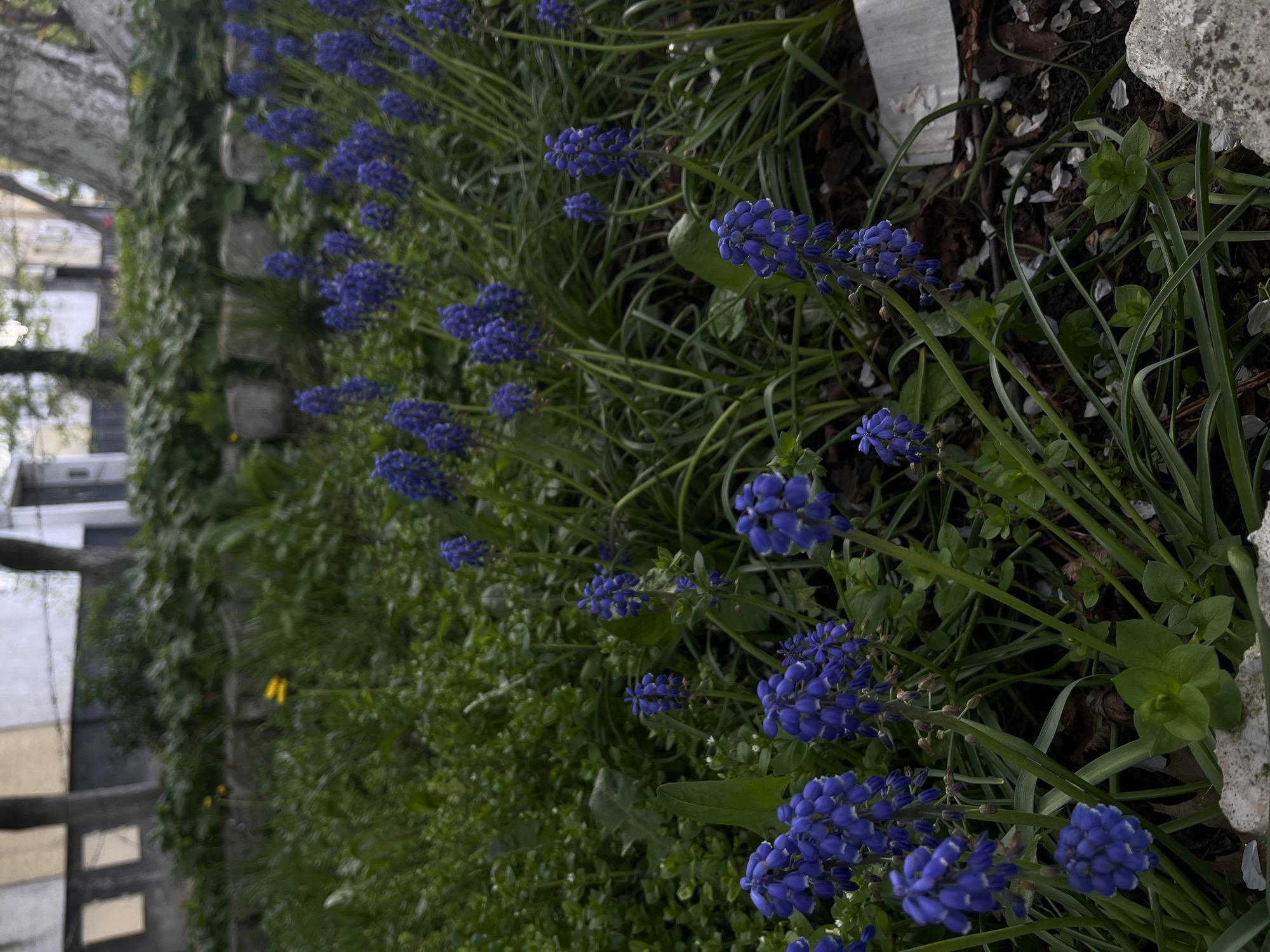 The image presents a vibrant close-up of a garden bed, primarily featuring numerous clusters of bright blue Muscari (grape hyacinth) flowers. These distinctive, bell-shaped blooms are arranged in dense, spike-like inflorescences, emerging from a rich bed of green, grass-like leaves and various other small green plants. The flowers line the bottom and right side of the frame, extending into the mid-ground.
The ground beneath the plants consists of dark soil or mulch, sparsely dotted with scattered white petals, strongly suggesting the springtime season. A light-colored, roughly textured stone or concrete edge runs along the right side of the planted area, partially bordering the scene.
In the mid-ground, a dense wall of green ivy or a well-maintained hedge creates a lush, natural backdrop. Beyond this green barrier, the background blurs into an urban environment. Indistinct shapes of buildings with light-colored facades and roofs are visible, along with the dark forms of tree branches set against a bright, soft sky, indicating diffused daylight. The time of day appears to be daytime, likely morning or afternoon, given the absence of harsh shadows. No specific human activity is depicted; the scene focuses on the tranquil beauty of the flowering plants. There is no visible text within the image. This serene garden scene is characteristic of urban green spaces, consistent with the provided context of Sofia, Bulgaria.