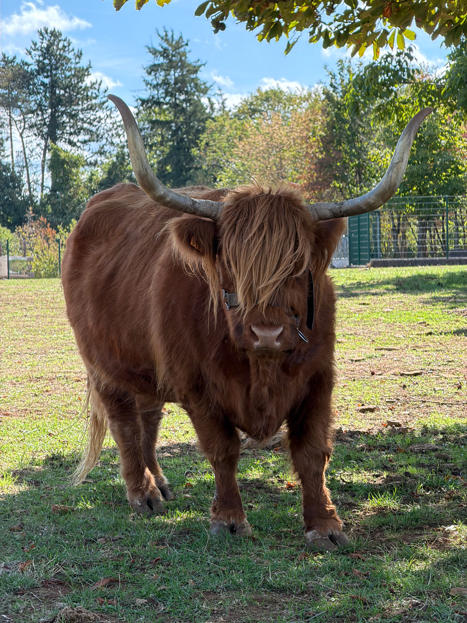 A shaggy, reddish-brown Highland cow stands in a grassy field under a tree with leafy branches providing dappled shade. The cow faces the camera, its long, curved horns prominently displayed. Its face is partially obscured by a thick fringe of hair. The background shows a rural landscape with trees and a fence. The scene appears to be a sunny day. The location in Esch-sur-Alzette, Luxembourg, is not specified in the image.