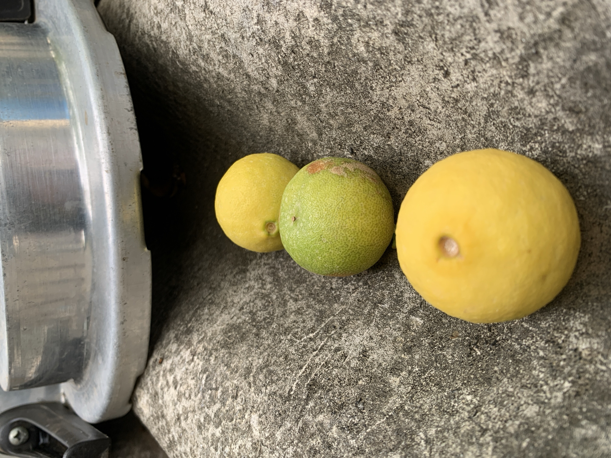 Three small, round citrus fruits are centrally featured in a slightly elevated, eye-level shot. Two of the fruits are bright yellow, while the middle one is green with prominent orange-brown patches. They rest on a rough, granular, grey surface, likely concrete or stone, which shows variations in tone and texture. To the left, a large portion of a metallic object, possibly a pressure cooker or industrial pot made of aluminum or stainless steel, is visible. This object has a reflective surface, showing highlights and subtle scuff marks. The background behind the metallic object is dark and shadowed. The scene appears to be outdoors or in a brightly lit semi-outdoor area, indicated by the natural light and shadows, consistent with daytime in Santa Ana, Venezuela. No activity is depicted, and there are no people or visible text.