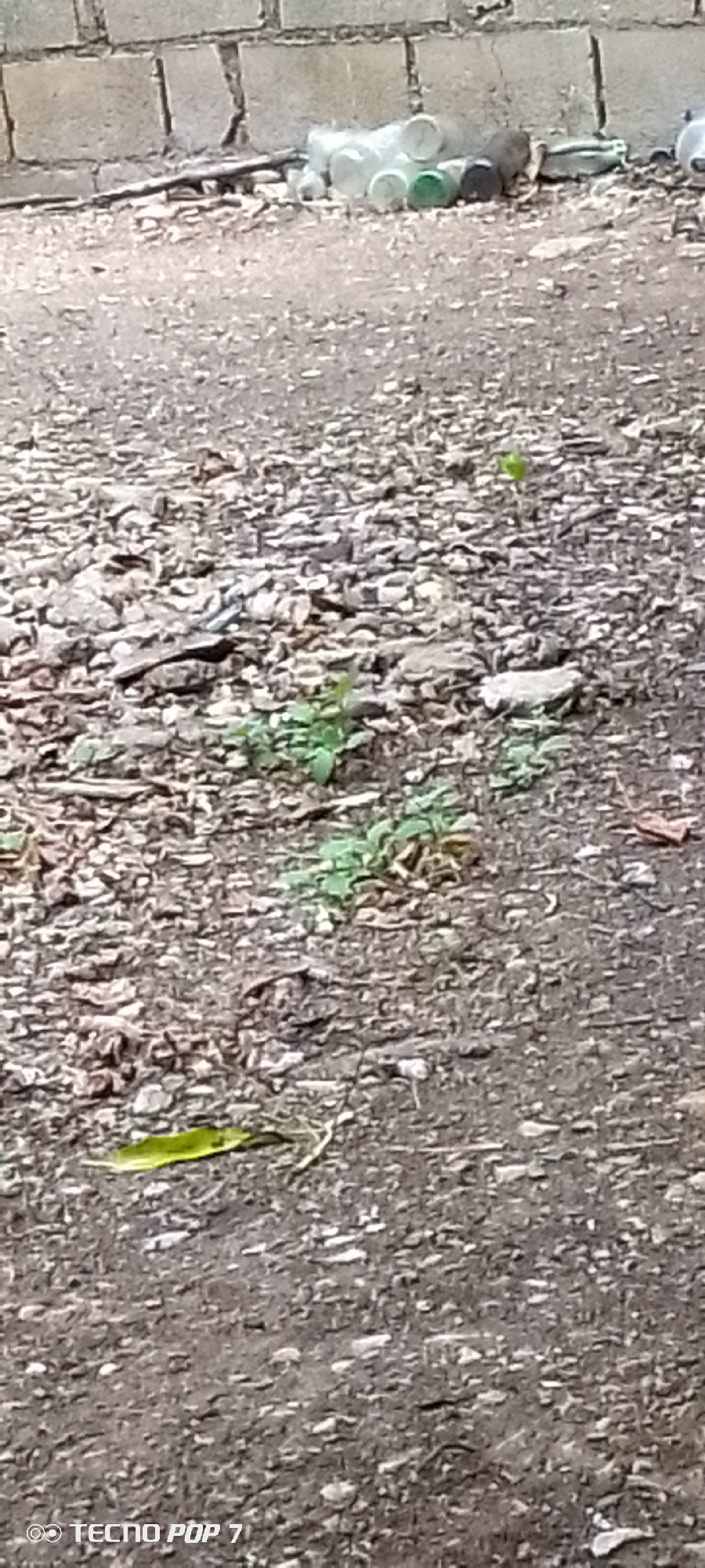 A pile of discarded plastic bottles is visible in front of a rough brick wall. The ground is covered with dirt and small stones. Some green vegetation is growing in patches on the ground. The image also shows the bottom corner with the text "TECNO POP 7". This scene appears to be an outdoor area, possibly a street or a neglected yard in Altagracia, Venezuela.