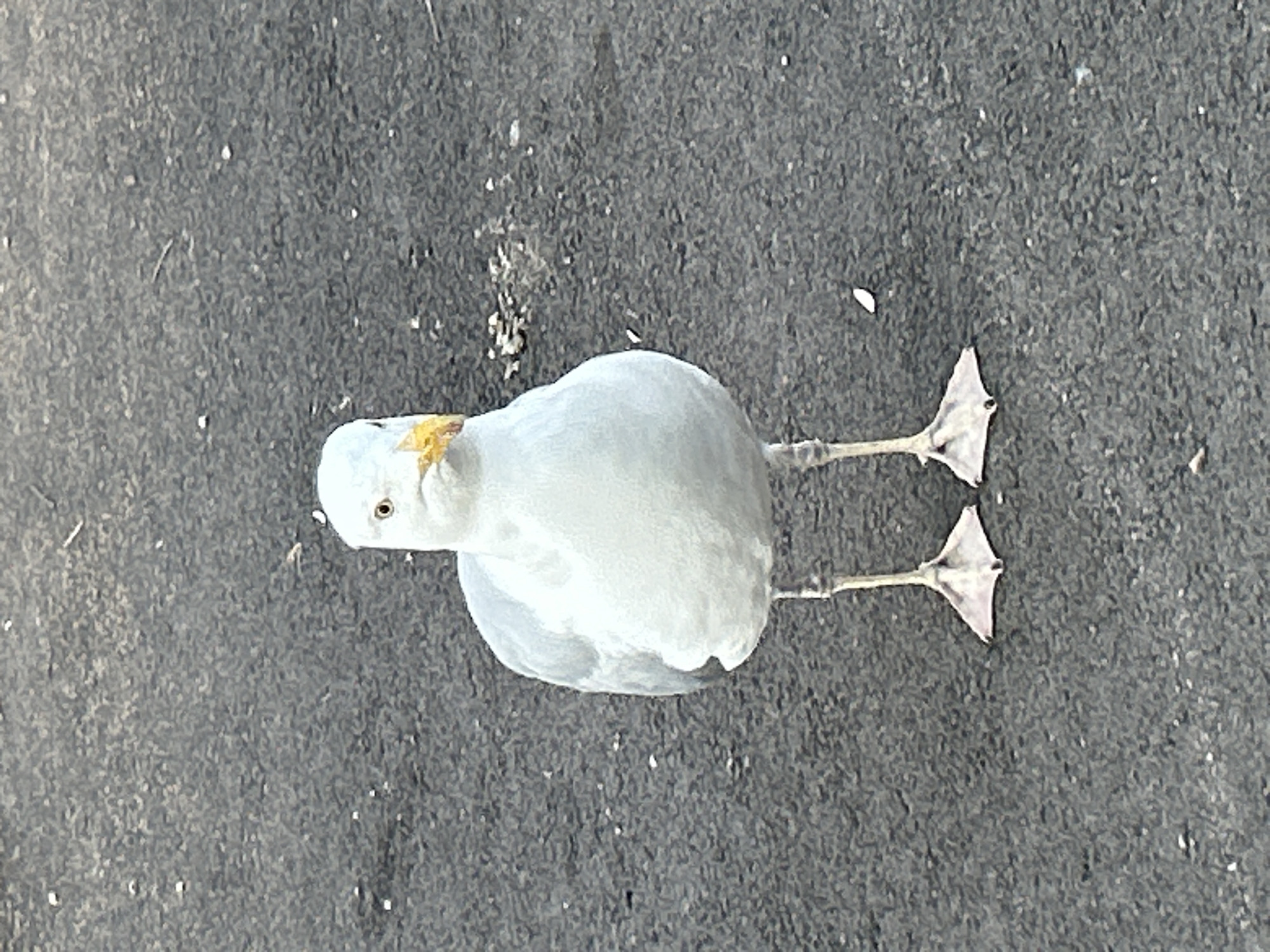 A seagull stands facing forward on a dark, asphalt-like surface, possibly a street or walkway. The bird is predominantly white with gray markings on its back and wings. It has a yellow beak and dark eyes. Its webbed feet are visible, splayed slightly on the ground. The background is a textured, dark gray surface with small scattered white specks, which could be debris or pebbles. The lighting suggests it is daytime, with soft light illuminating the seagull. The image does not show any specific landmarks or elements that would definitively place it in Helsingborg, Sweden.