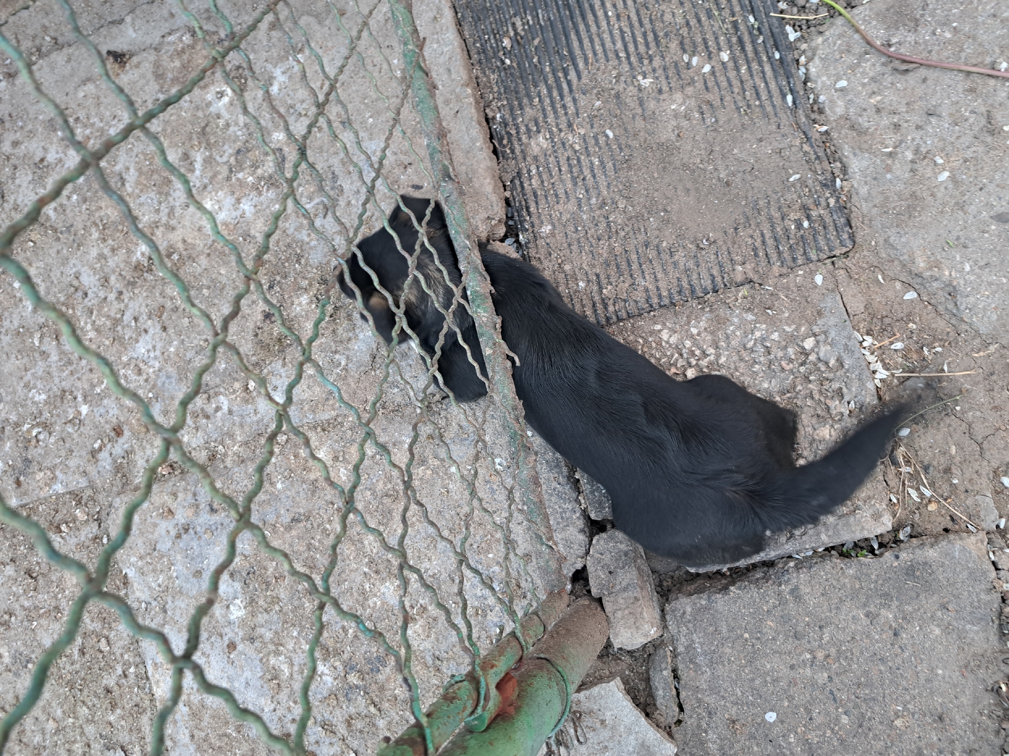 The primary image captures a top-down view of a small black dog resting on a patchy ground, partially obscured by a green wire mesh fence. The dog, likely a puppy, has mostly black fur with a visible patch of brown or tan around its neck and shoulder area, particularly noticeable in the cropped views. Its head is positioned near the base of the fence, while its body stretches away from it onto the ground.
The scene is set outdoors on an uneven surface composed of various concrete slabs and areas of compacted dirt. Some concrete sections are relatively smooth, while others appear rough and broken. One distinct concrete slab features a pattern of parallel grooves. Scattered white specks, possibly small pebbles or flower petals, are visible across the ground. The fence is constructed from wavy, interwoven green wire, showing signs of wear and rust. A metal pole, also green and rusty, supports a section of the fence.
The dog appears to be calm, either resting or observing its surroundings from its position next to the fence. No specific activity beyond resting or looking is clearly discernible. The lighting suggests it is daytime, with no harsh shadows indicating direct sunlight. There are no people visible in the image, and no visible text. The overall setting implies a modest outdoor area, possibly a yard or a simple enclosure.
