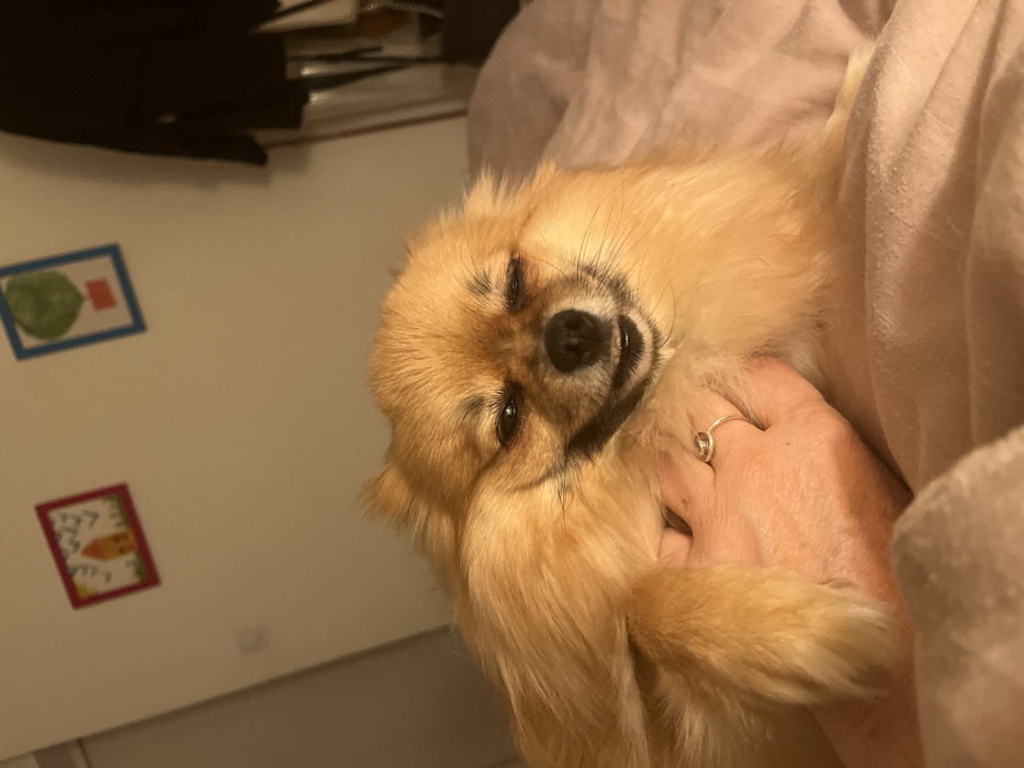 A light brown, small dog rests in a person's hand. The dog, with its eyes partially closed, faces the camera. A silver ring adorns one of the person's fingers. The background shows a wall with two colorful, framed images hanging on it, along with a cluttered surface partially visible in the upper left. Part of what looks like bedding is on the right.