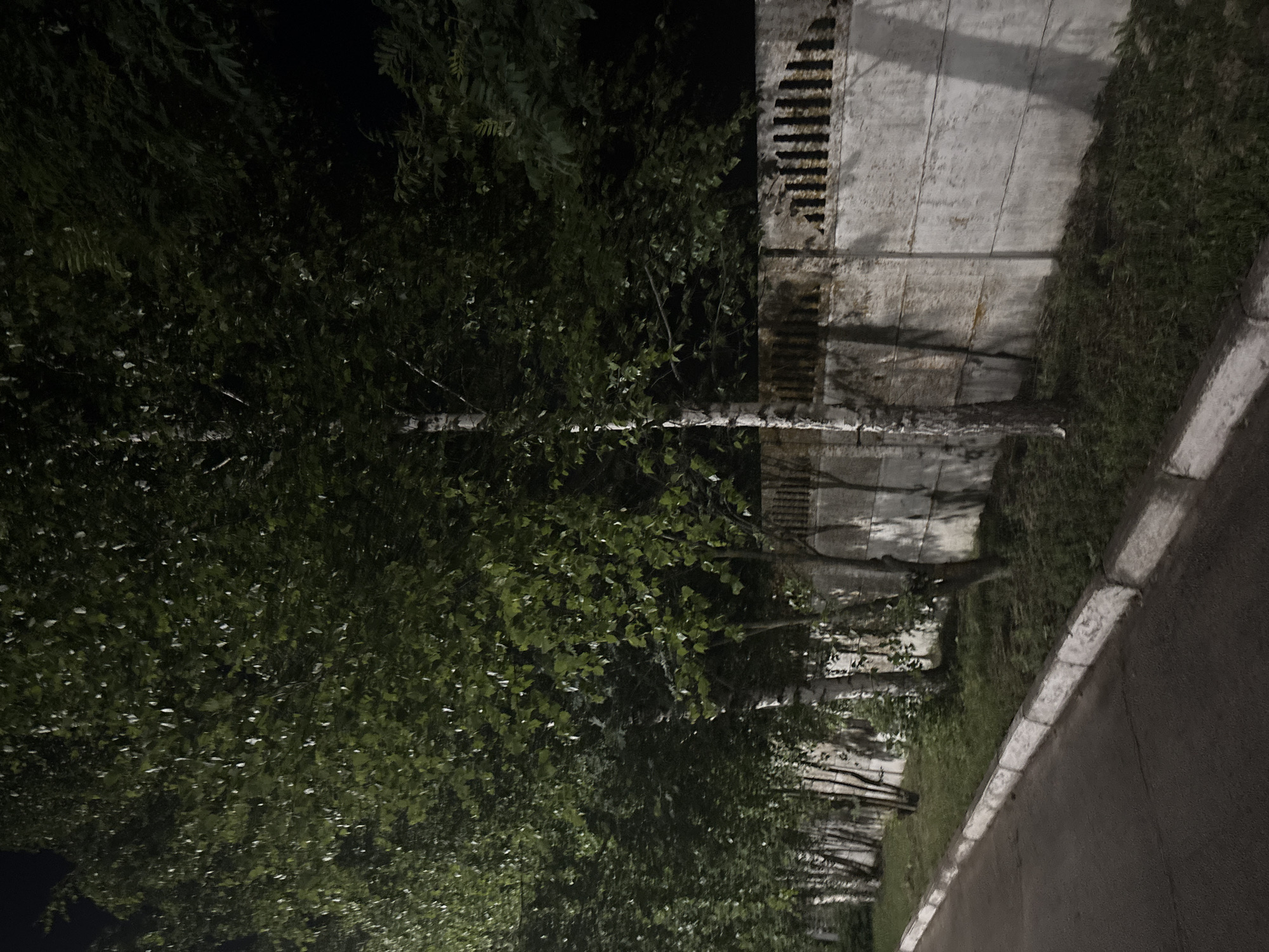 A nighttime street scene shows a row of birch trees lining a concrete fence. The trees are mostly bare branches with sparse green leaves. The concrete fence is rough and textured, with some sections showing damage. A paved road with a white concrete curb runs along the left side of the image. The overall impression is one of a quiet, somewhat desolate urban environment.