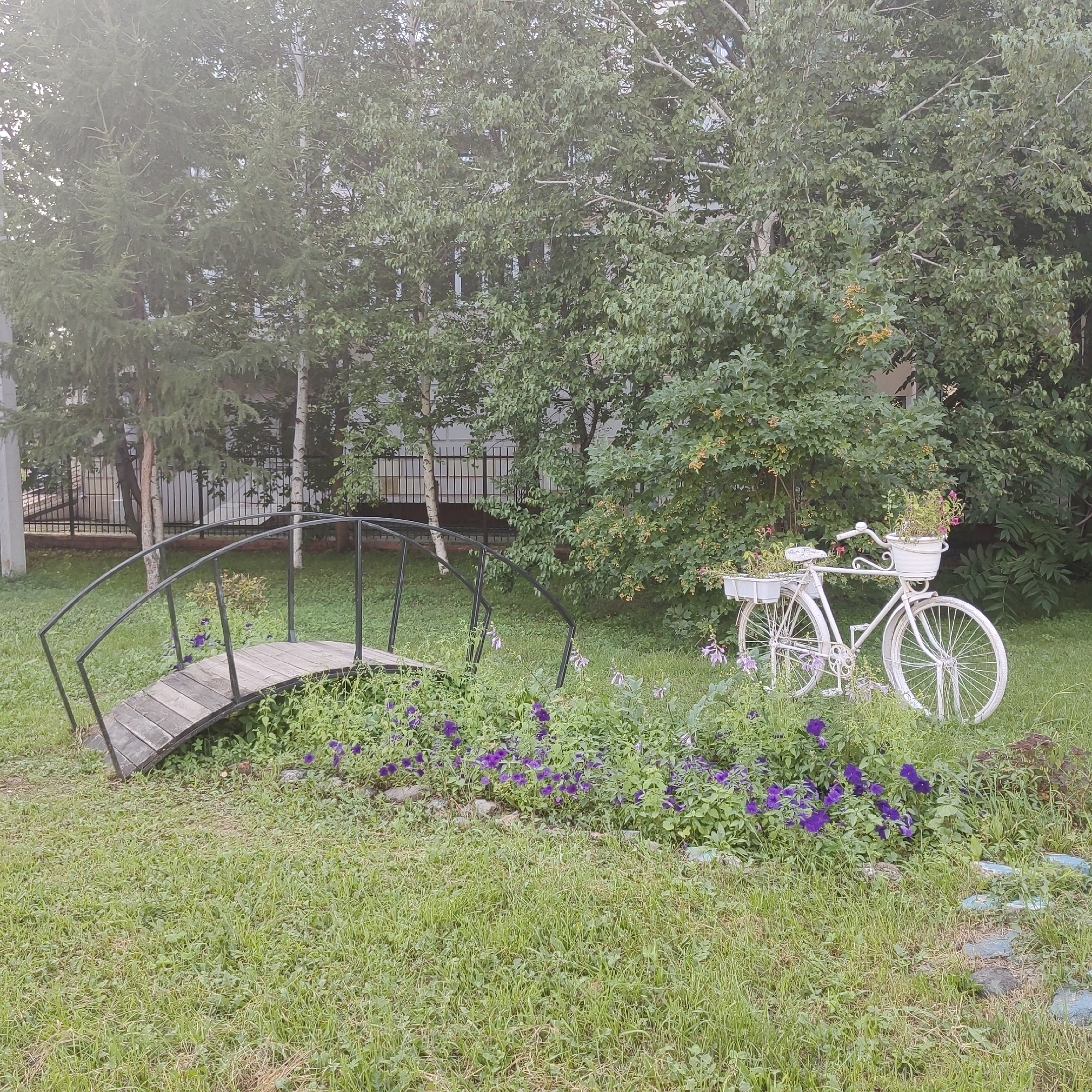The image depicts an outdoor scene in what appears to be a park or garden area in Blagoveshchensk, Russia. The foreground is dominated by a lush green lawn with scattered patches of green clover and some dry grass. Several purple flowers are blooming amongst the greenery. To the left, a small, arched wooden bridge with black metal railings spans a dry area, suggesting it might be decorative or over a shallow, unwatered ditch.
In the mid-ground, to the right of the bridge, stands a white decorative bicycle. The bicycle has planters attached to its frame, holding a variety of small green plants with some pink and red flowers. The bicycle itself is ornate, with spoked wheels and a classic frame.
The background consists of a dense arrangement of trees, some with smooth, pale bark (likely birch) and others with darker, more textured bark and lush green foliage. Behind the trees, a black metal fence is visible, and beyond that, what appears to be a building with multiple windows. The overall lighting suggests it is daytime, possibly overcast or early morning/late afternoon, due to the soft, diffused light. There are no people or animals visible in the image. The scene evokes a sense of tranquility and a curated garden aesthetic.