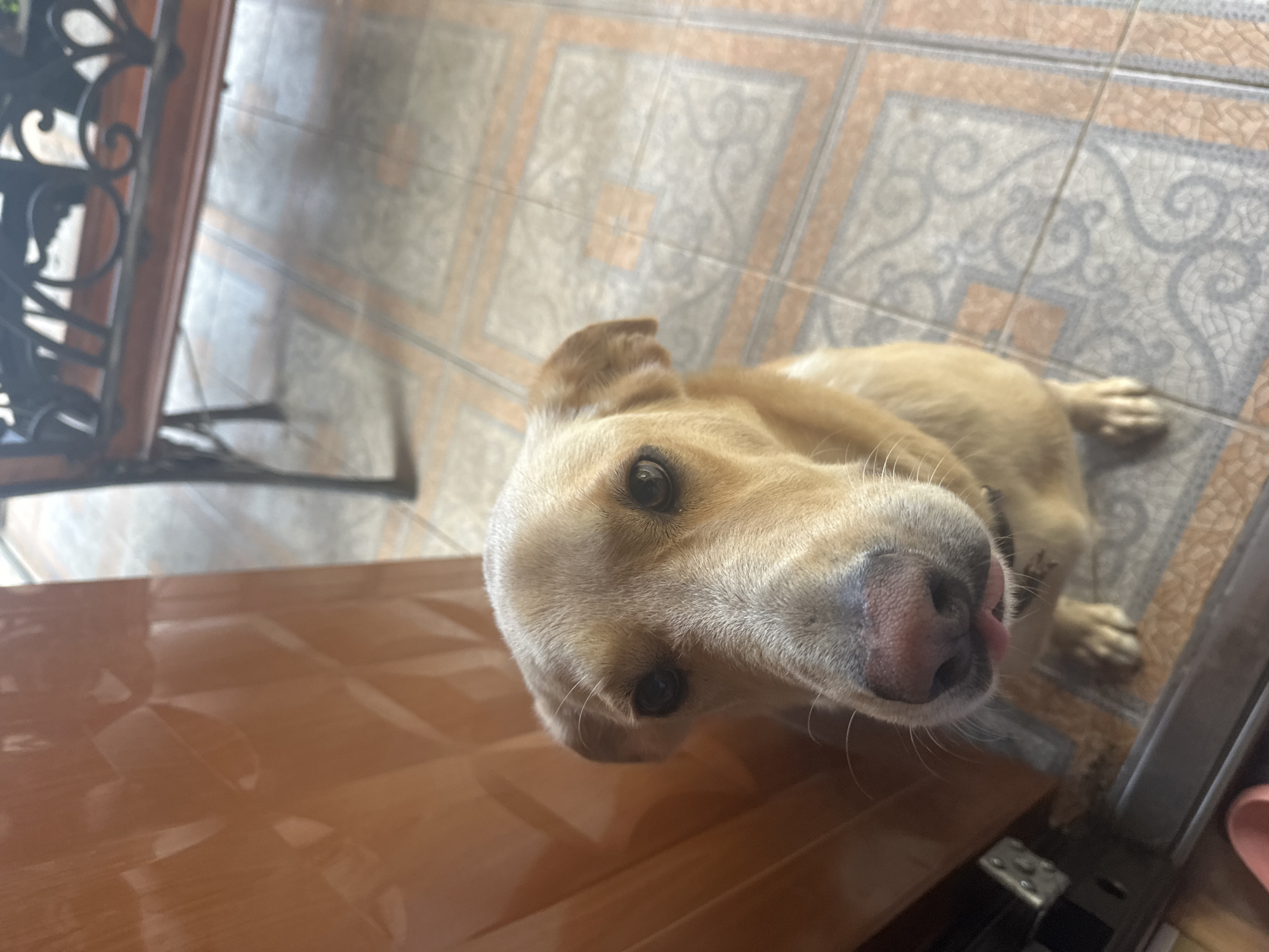 A close-up, high-angle shot shows a light brown dog with dark eyes and a pink nose looking directly at the camera. The dog's tongue is slightly visible. The dog is sitting on a tiled floor with an ornate pattern. To the left, a portion of a shiny, textured, orange-brown surface is visible, possibly a door or wall. In the background, out of focus, is a dark metal bench with decorative scrollwork and a wooden seat. The overall setting appears to be outdoors or in a covered patio area. There is no indication of the city of Sochi, Russia.