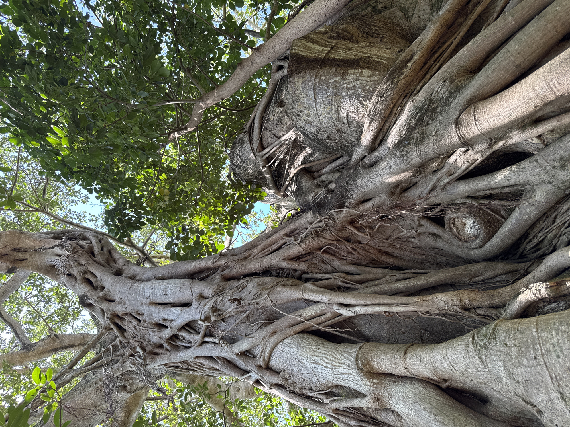 This is a low-angle, full-frame shot looking up at the intricate root system of a banyan tree. The tree's massive, gnarled roots, varying in thickness, twist and intertwine, creating a complex, almost architectural structure. Some roots appear to be draped over a large, textured rock formation, integrating it into the tree's growth. The bark of the main trunk and roots is rough and grey, with visible ridges and grooves. Above and to the left, dense green foliage fills the upper portion of the frame, interspersed with branches. The sky, a light blue, is visible through the gaps in the leaves and roots. The lighting suggests it is daytime, likely bright, as evidenced by the dappled sunlight illuminating parts of the roots and leaves. There is no text visible in the image. The scene conveys a sense of age, strength, and natural artistry. The location is identified as Fort Lauderdale, United States of America.