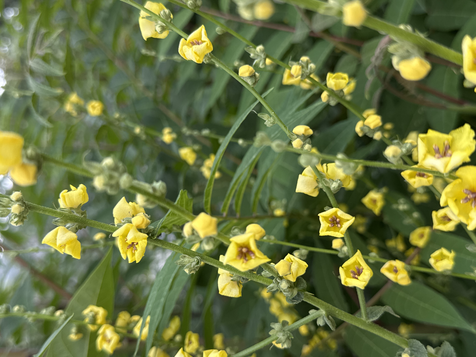 A close-up, vertical, eye-level shot showcases a cluster of bright yellow flowers blooming on green stems, surrounded by lush green foliage. The flowers are bell-shaped with five petals and some have a dark reddish-purple stamen in the center. Several unopened buds are visible along the stems. The background is a soft blur of green leaves and some out-of-focus flowers, indicating a shallow depth of field. The lighting is natural and diffused, suggesting an outdoor setting, possibly a garden or park. The image has a natural, organic feel.